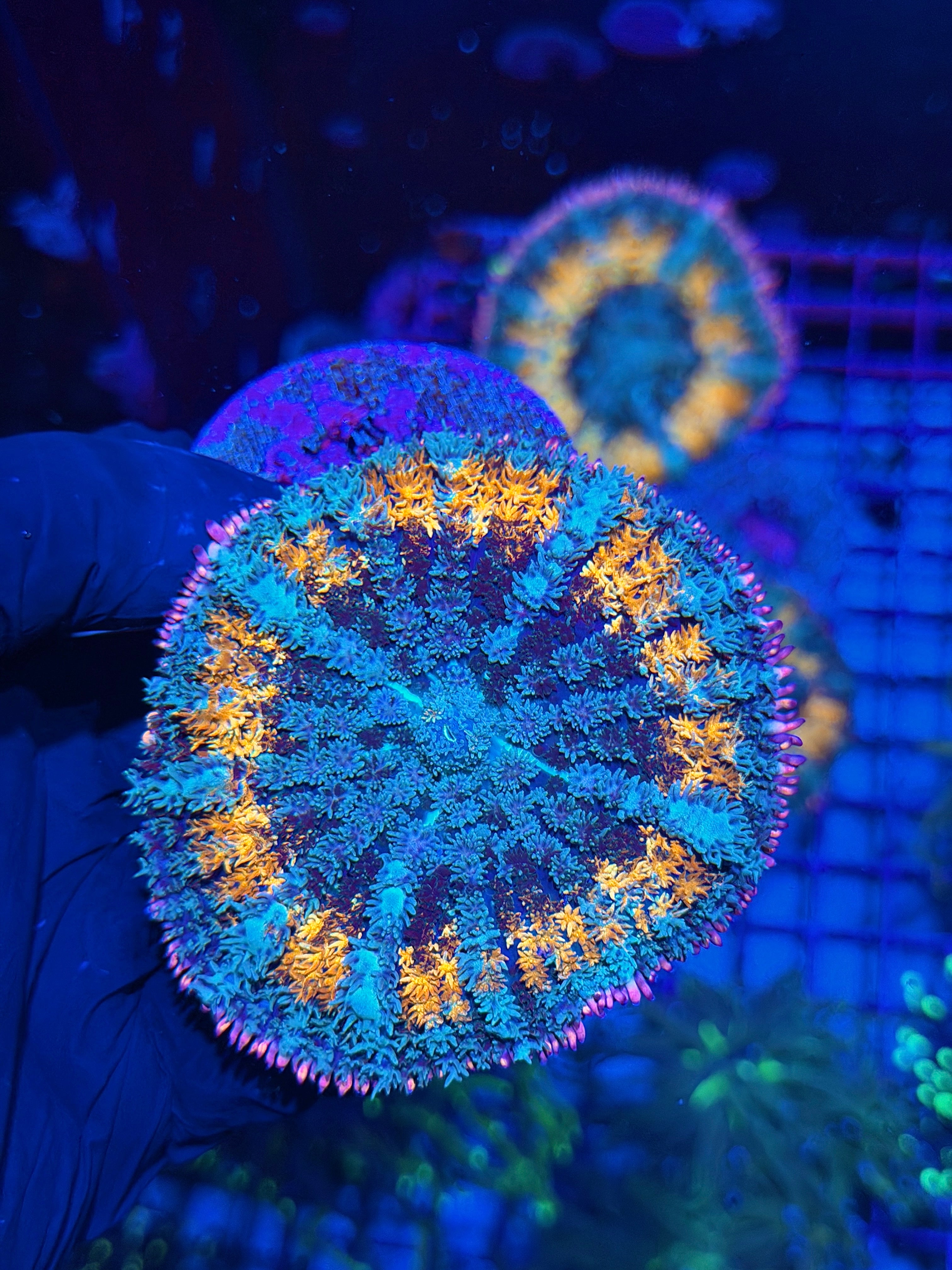 JEA Spellcaster Bounce Mushroom Coral XXL 7/22