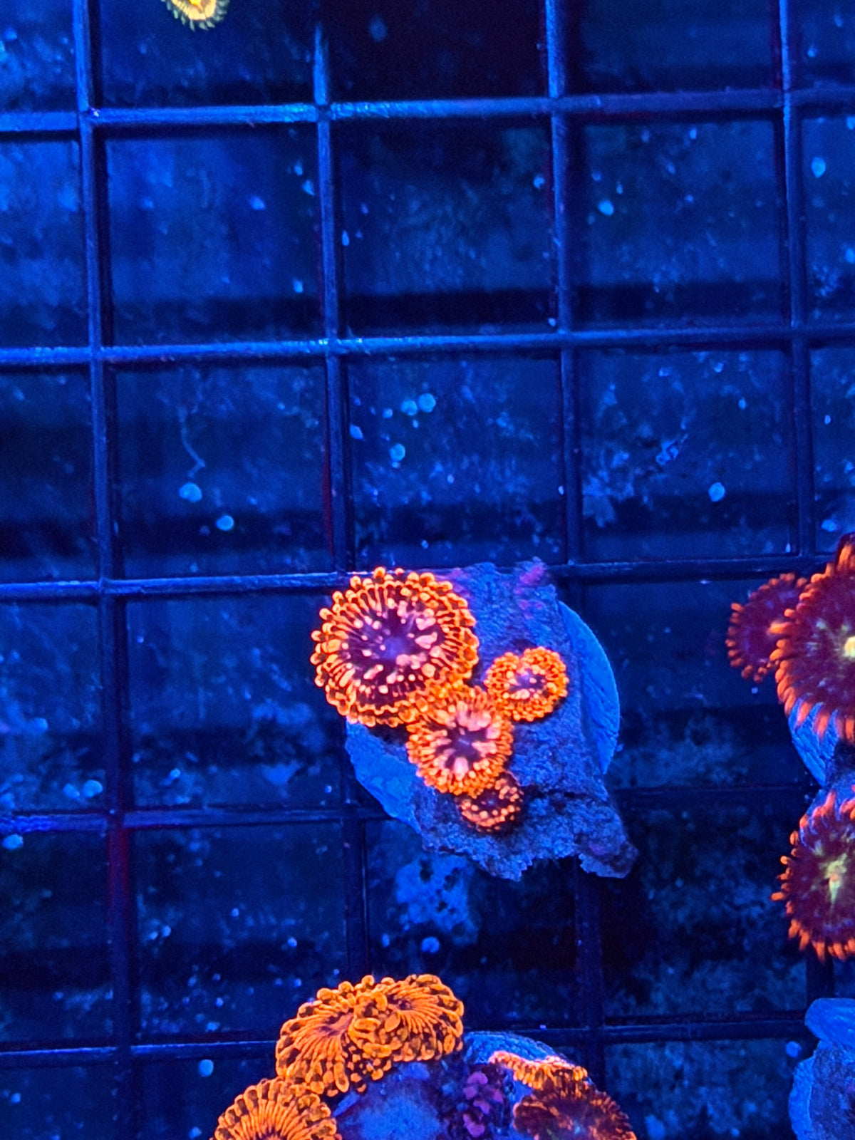 JEA Utter Chaos Zoanthid Coral 4 Polyps 9/22