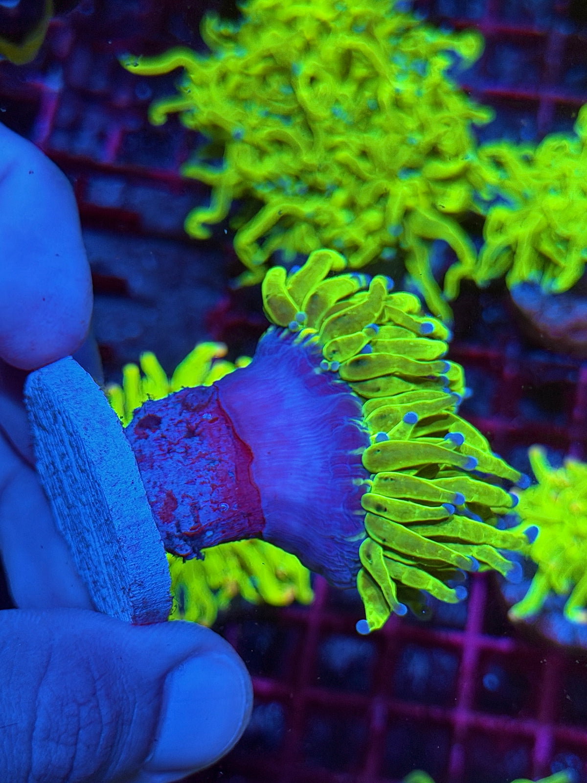 JEA Malaysian Holy Grail Torch Coral 1 XXL Head 10/20