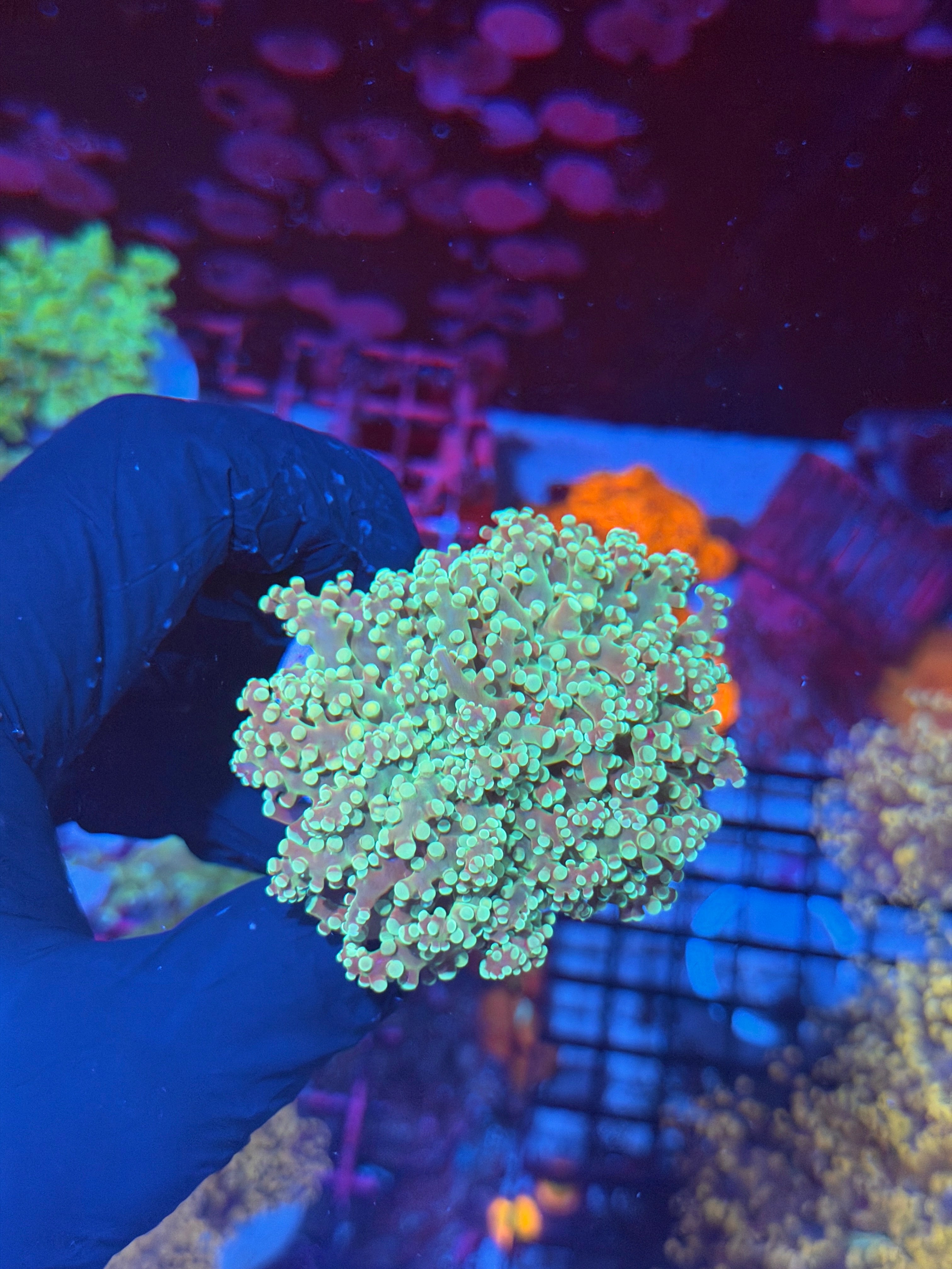 JEA Sour Apple Frogspawn Coral 1 Head Splitting XL 7/31