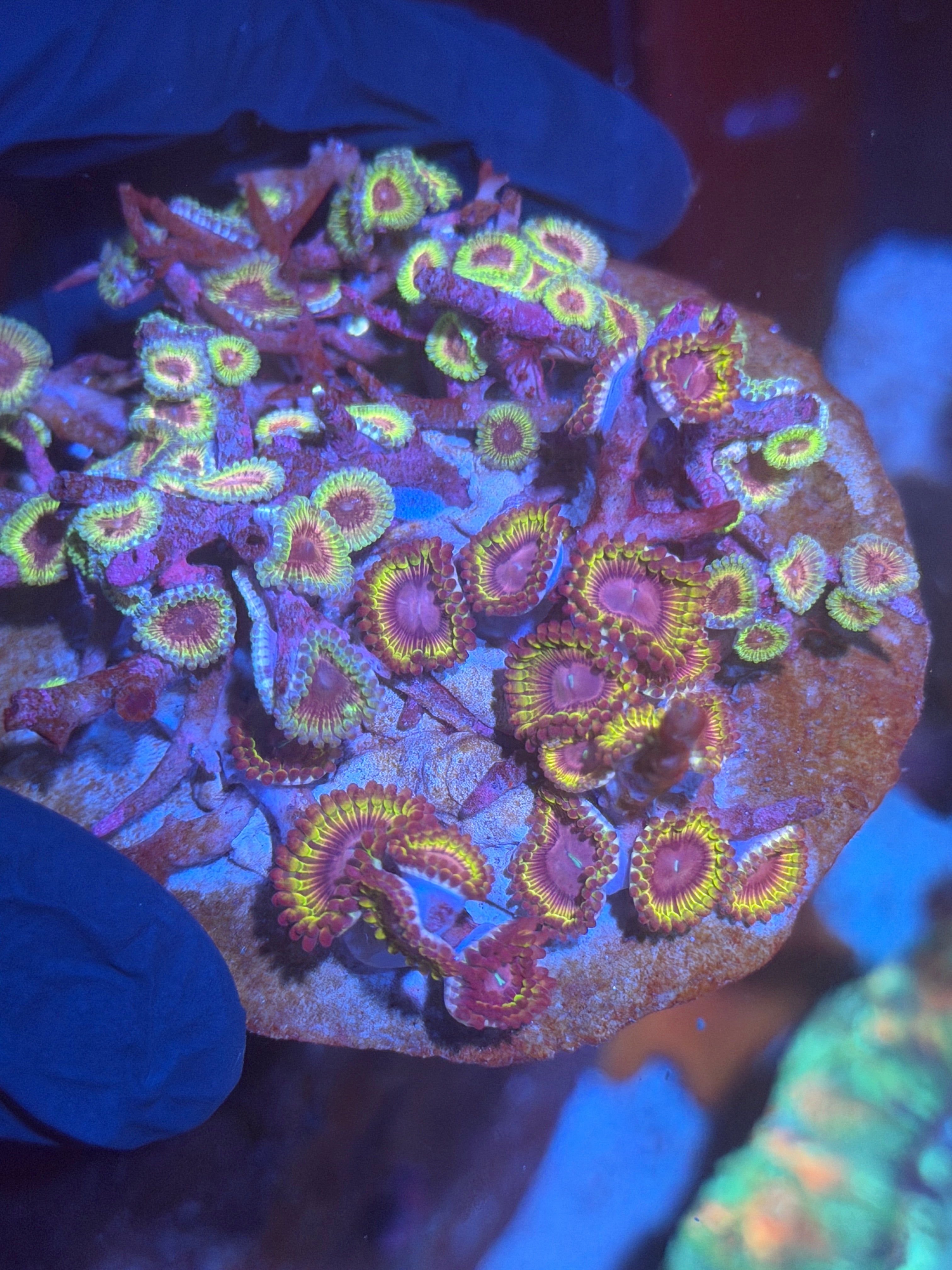Mixed Zoanthid Coral Plate Colony 11/3-