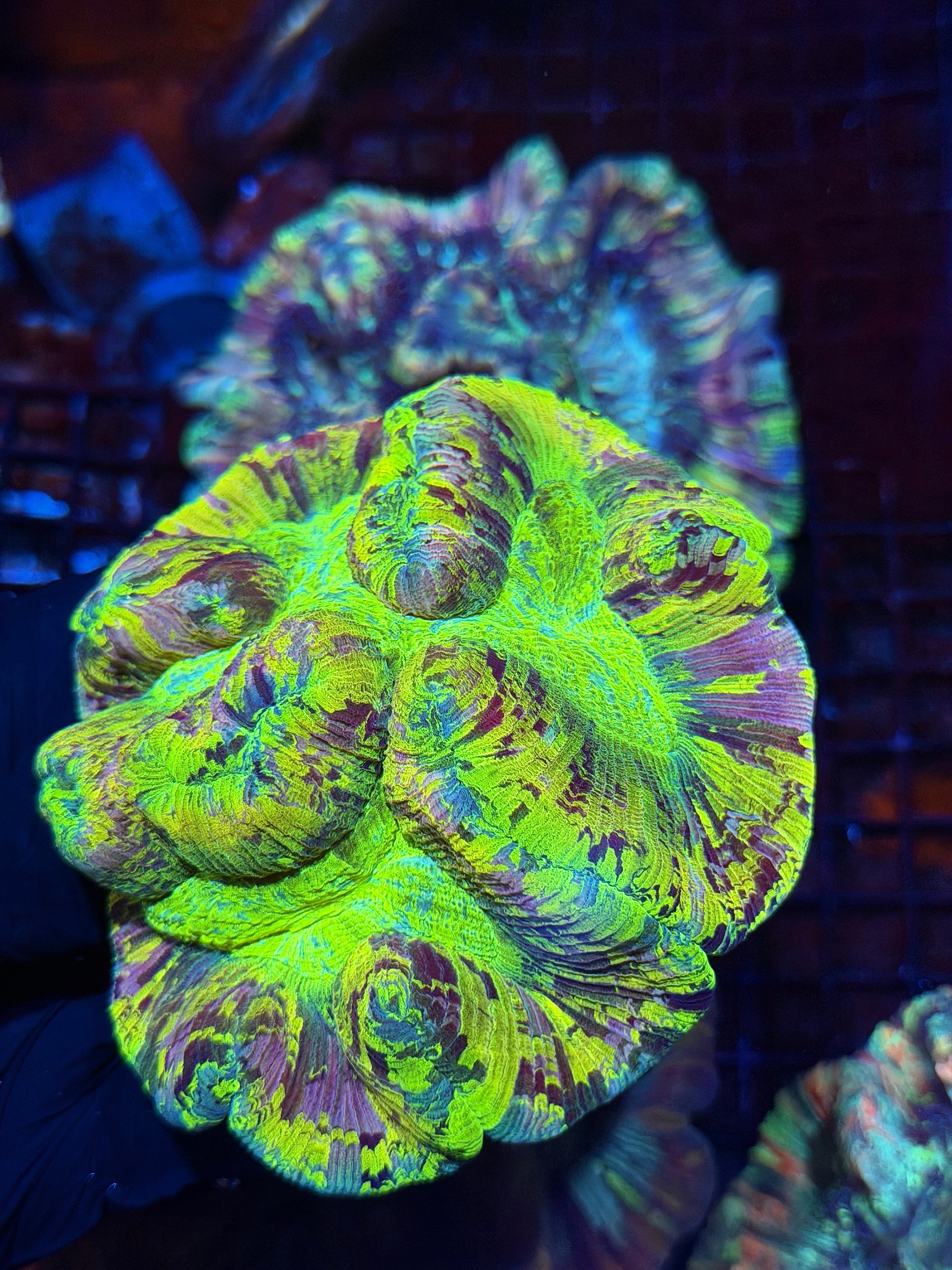 Insane Pink Multicolor Trachyphyllia Meat Coral XXXL Show Piece BRIGHT