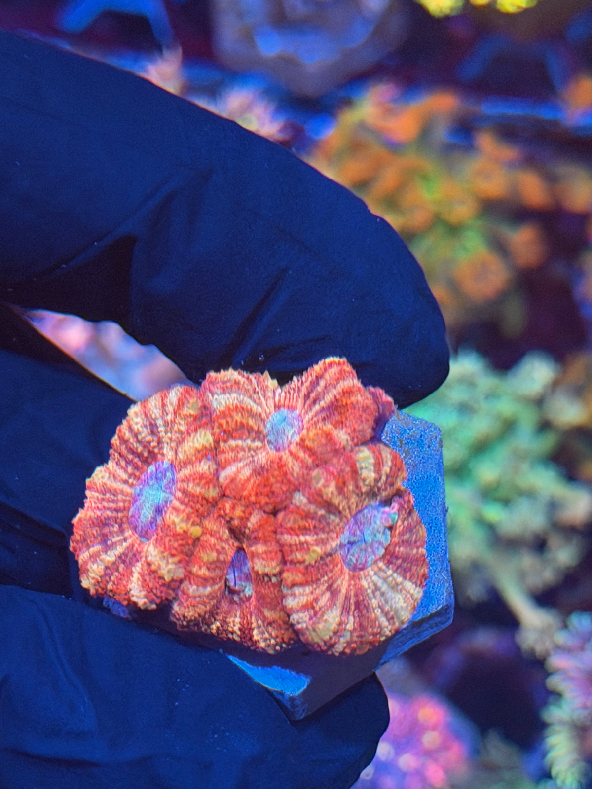 JEA Fruit Stripe Asian Acans 4 Heads XL 9/27