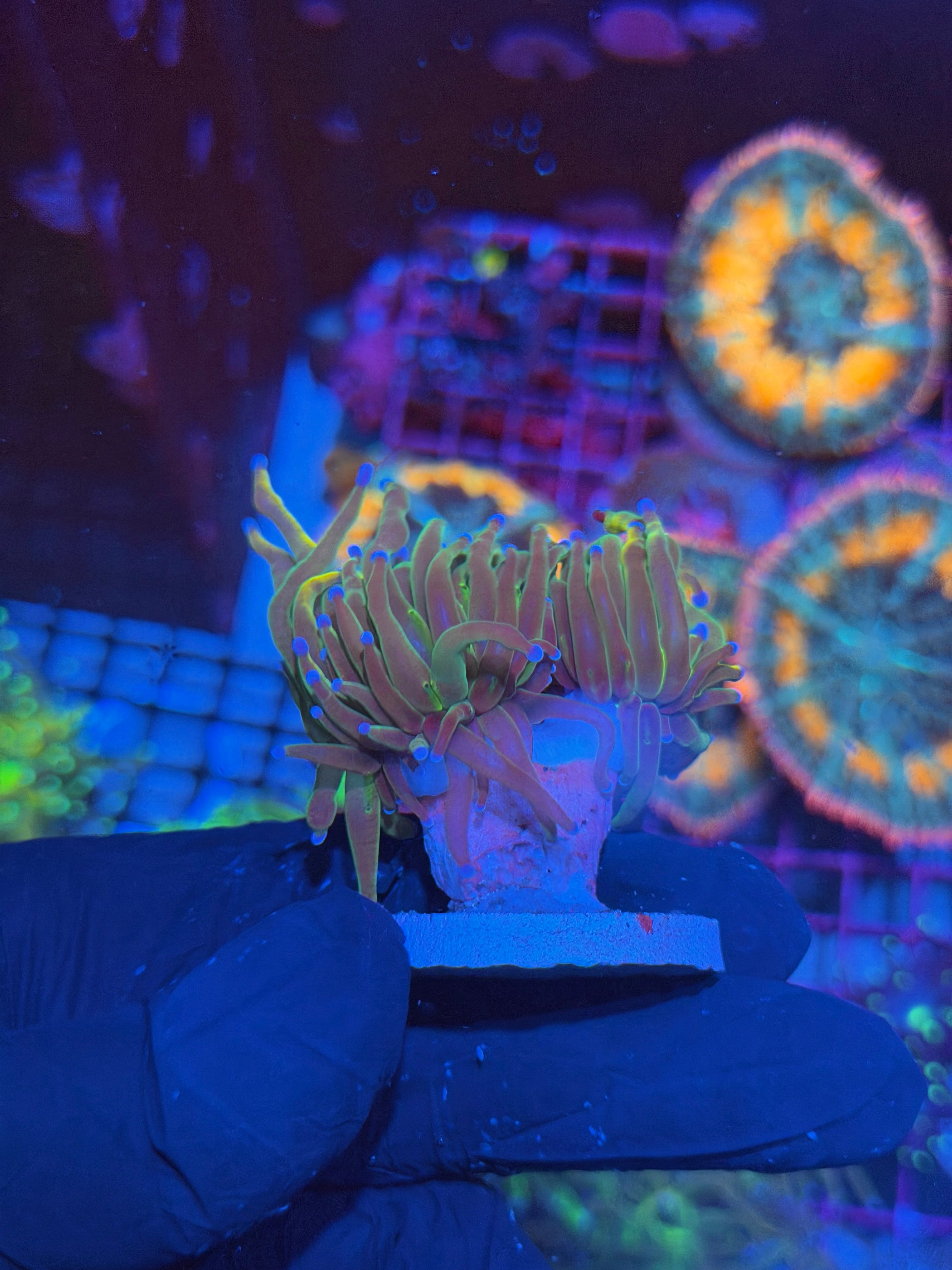 JEA Dragon Tamer Torch Coral 2 Heads Splitting 7/14