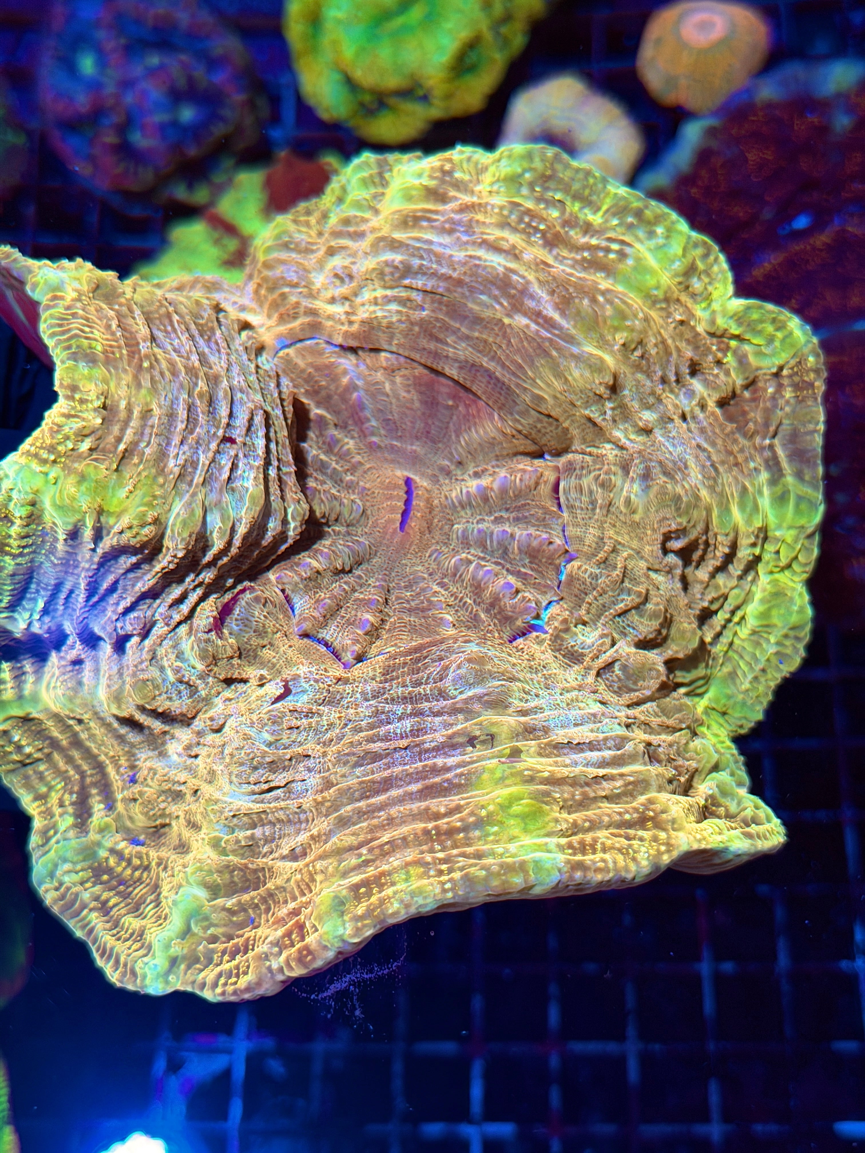 Yellow / Gold Acanthophyllia Meat Coral XL