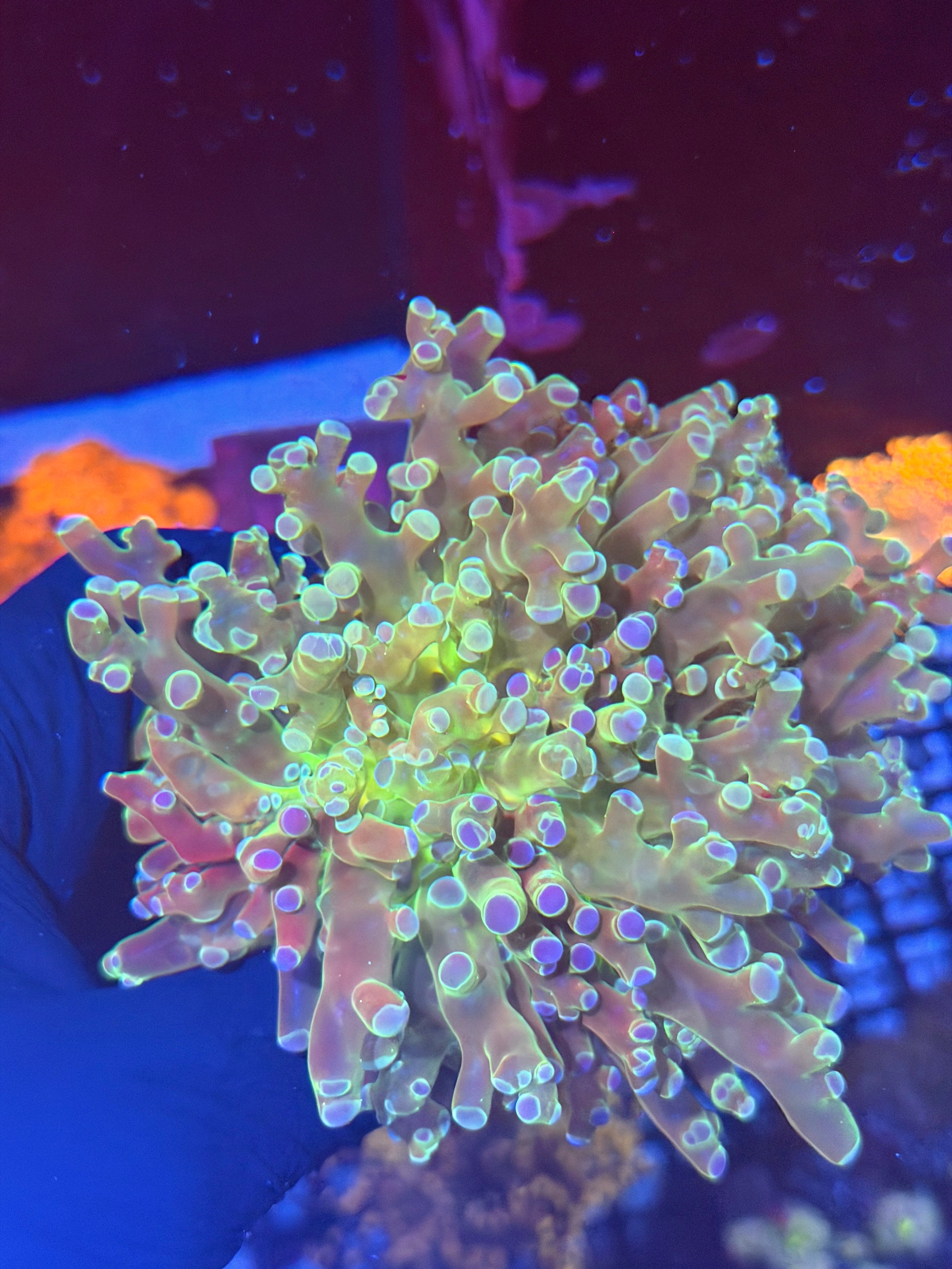 JEA Holy Relic Frogspawn Coral 2 Heads XXXL Show Size 8/7