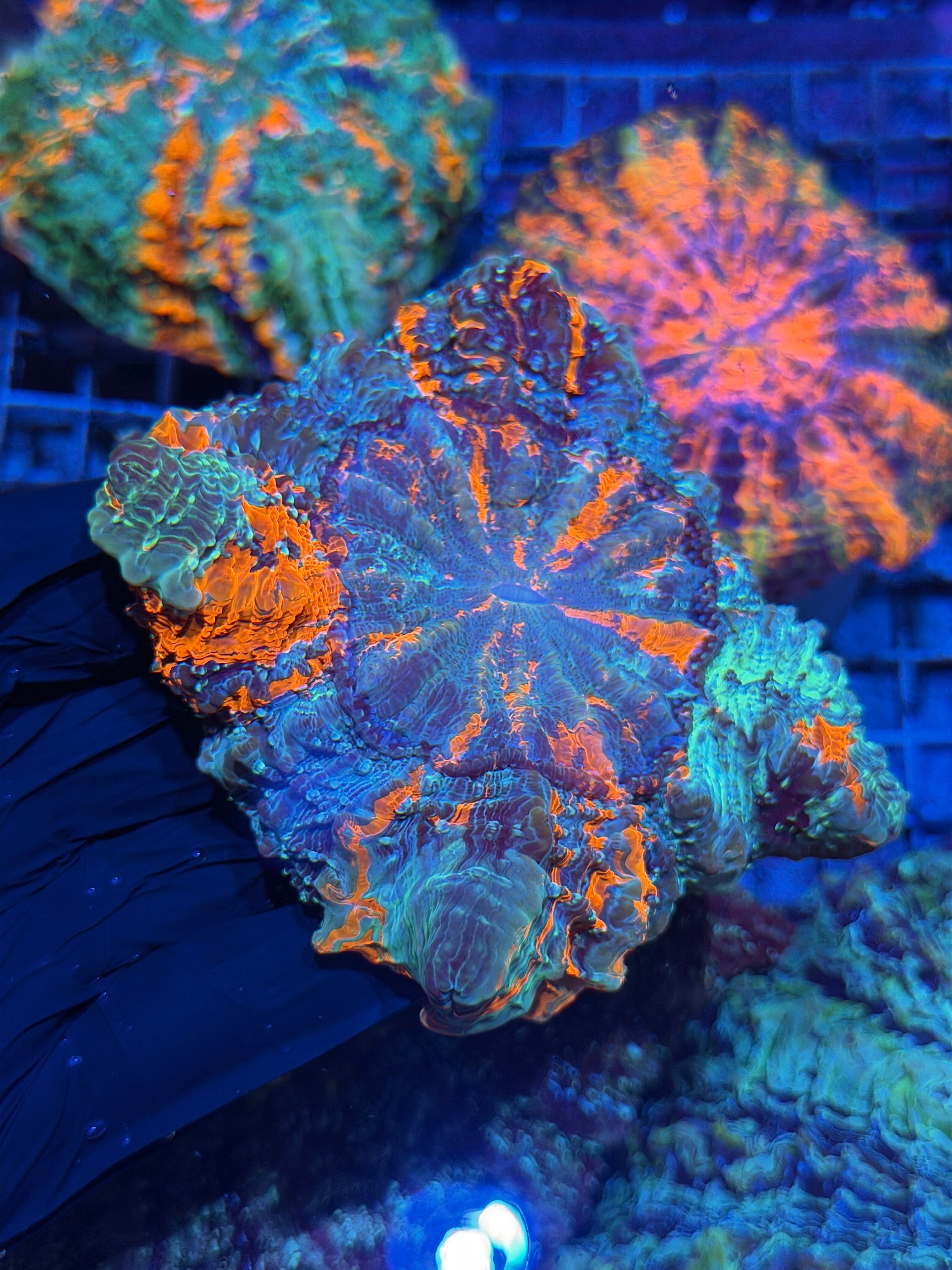 Striped Acanthophyllia Meat Coral XL
