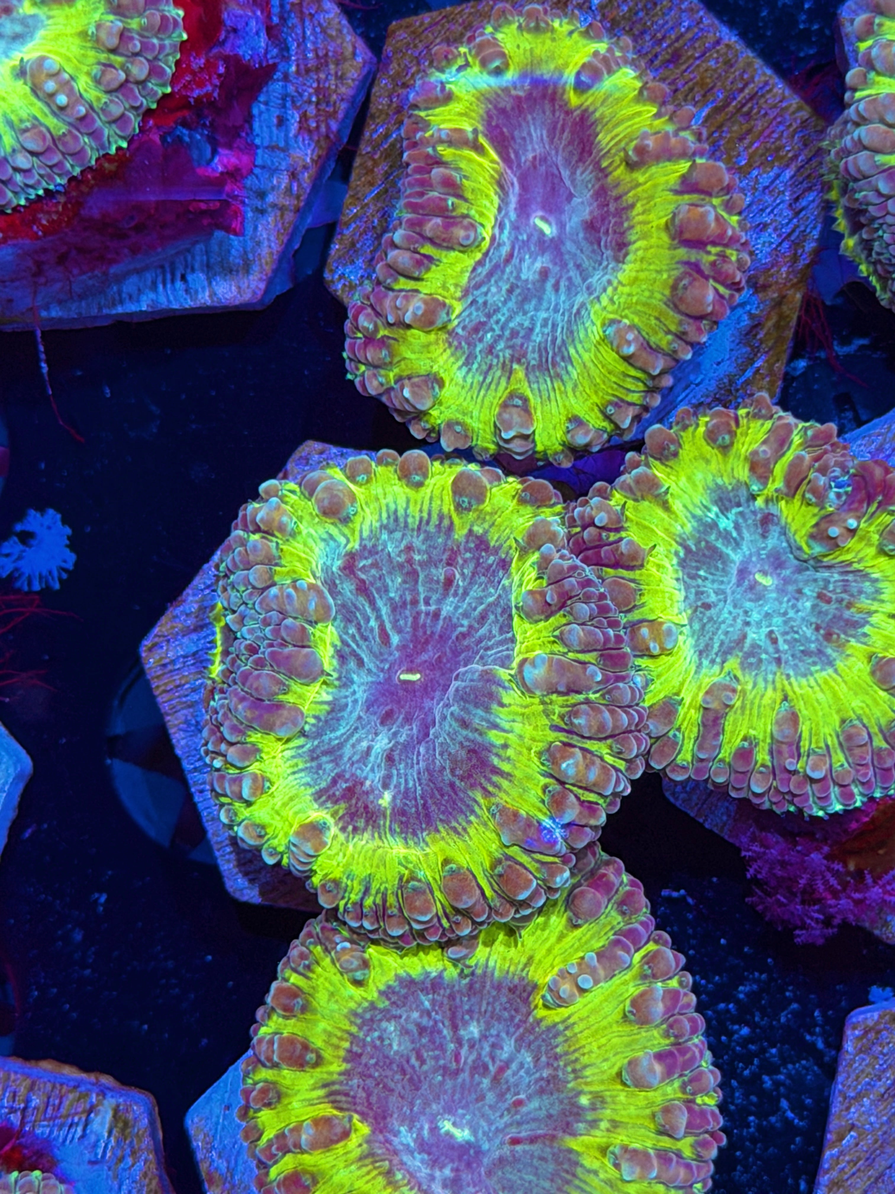 JEA Willy Wonka Blastomussa Coral 1 XL Heads Splitting