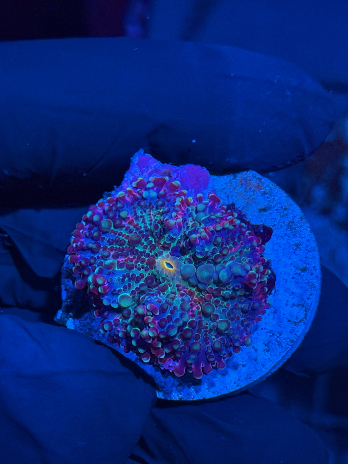 JEA Mystique Yuma Mushroom Coral 9/27