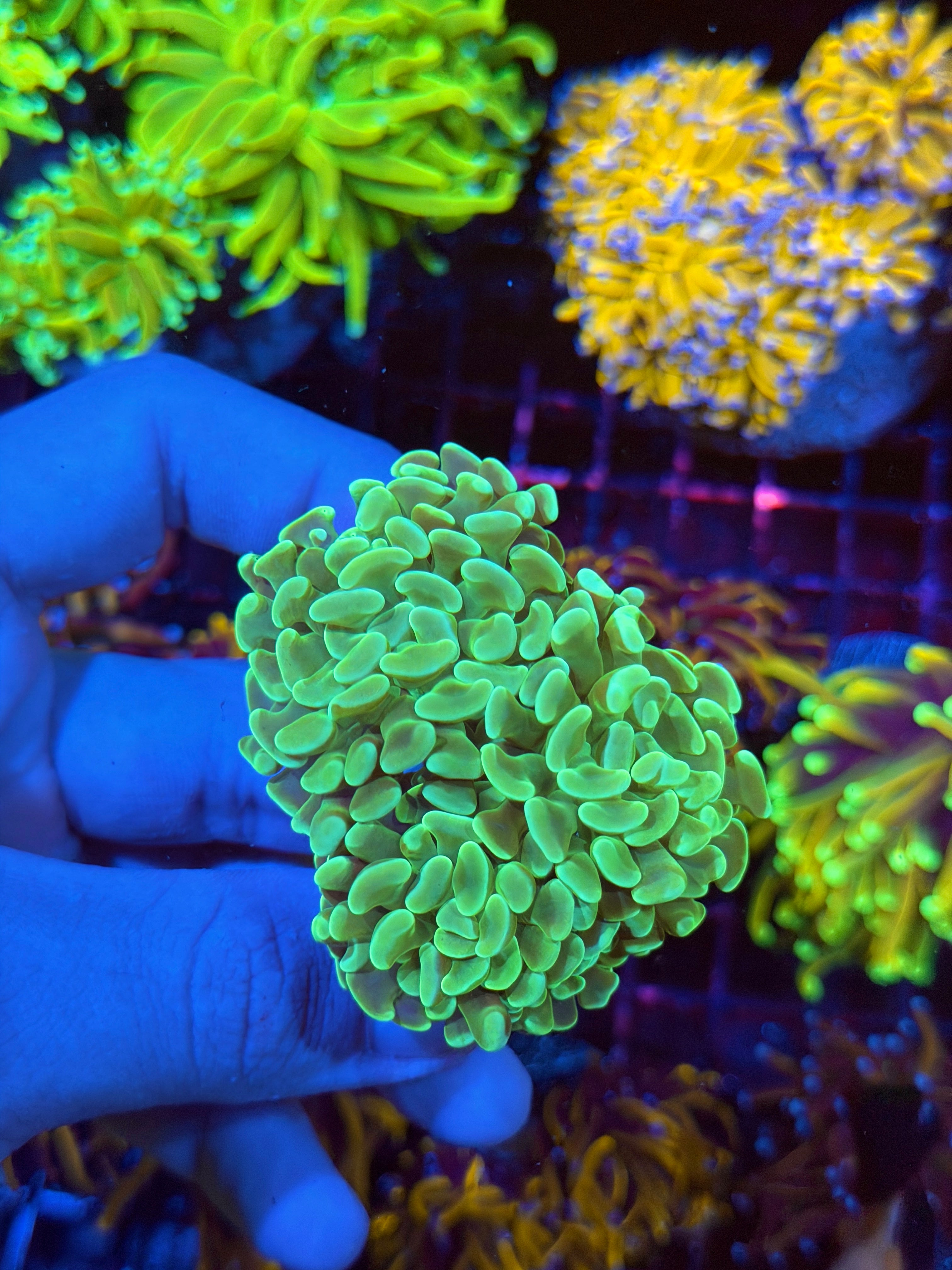 JEA Green Apple Hammer Coral Mini Colony XL 2/24