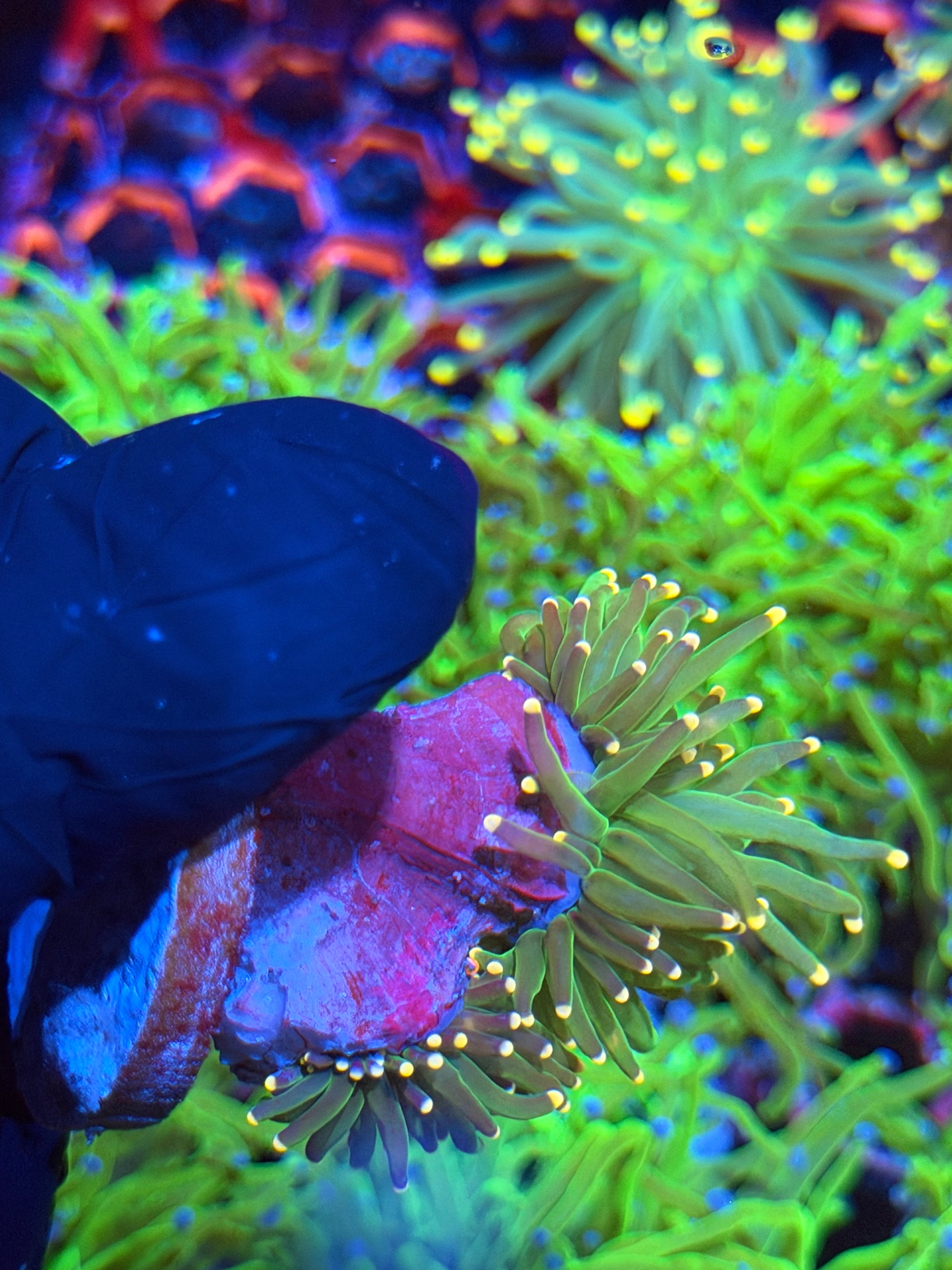 JEA Lemon Drop Torch Coral 2 Heads 9/6