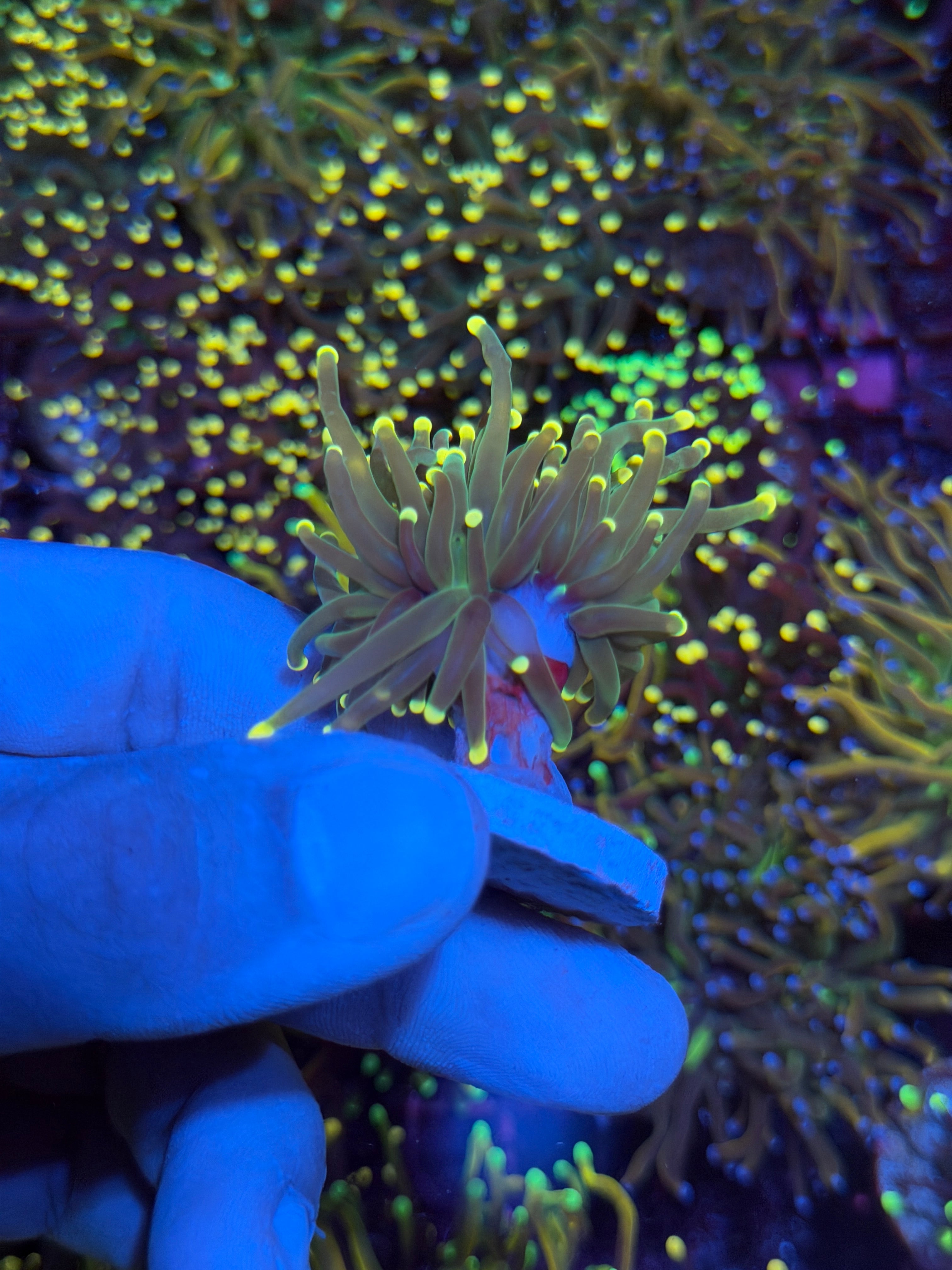 JEA Lemon Drop Torch Coral 1 XL Head 6/3