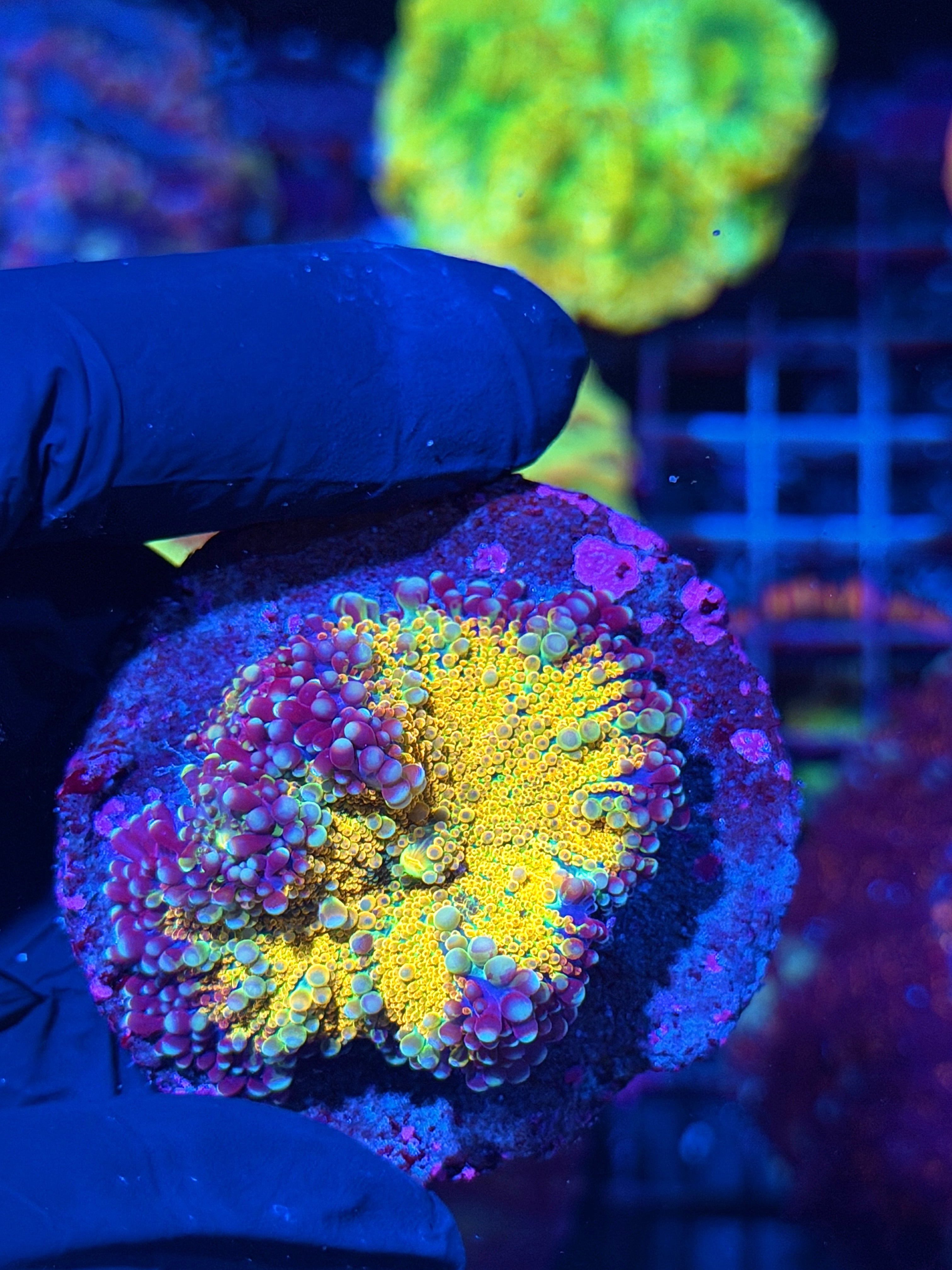 JEA Rainbow Galaxy Yuma Mushroom Coral XXL