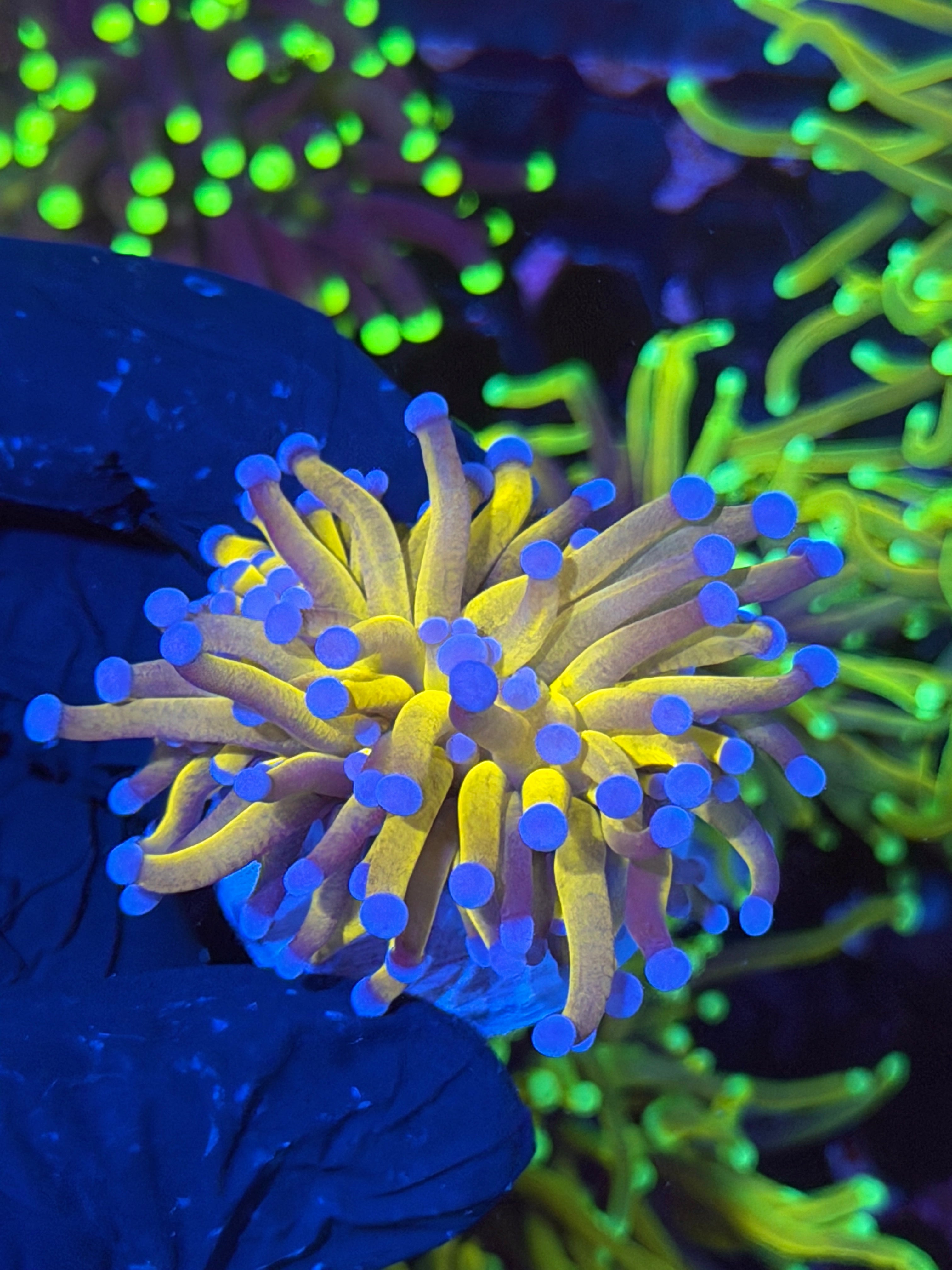 JEA Sun Goddess Torch Coral 1 XL Head 11/3