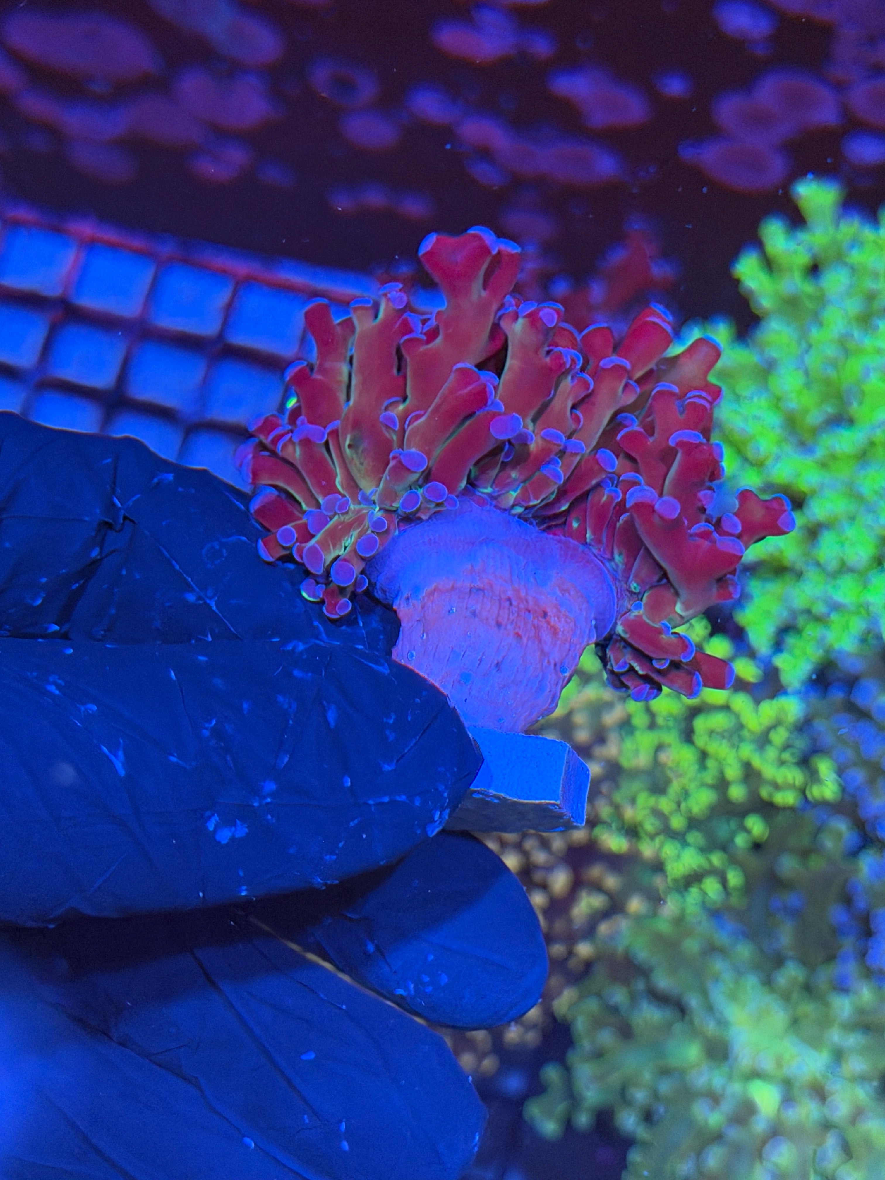 JEA Mardi Gras Frogspawn 1 XXL Head Splitting 6/3