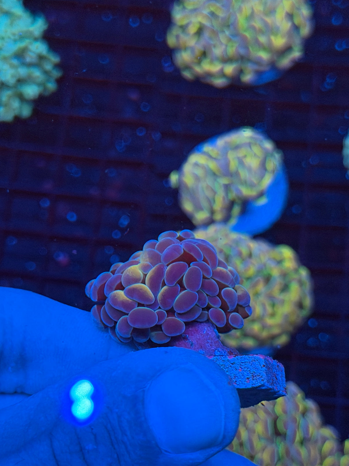 JEA Orange Holo Hammer Coral 2 Heads Splitting 9/21
