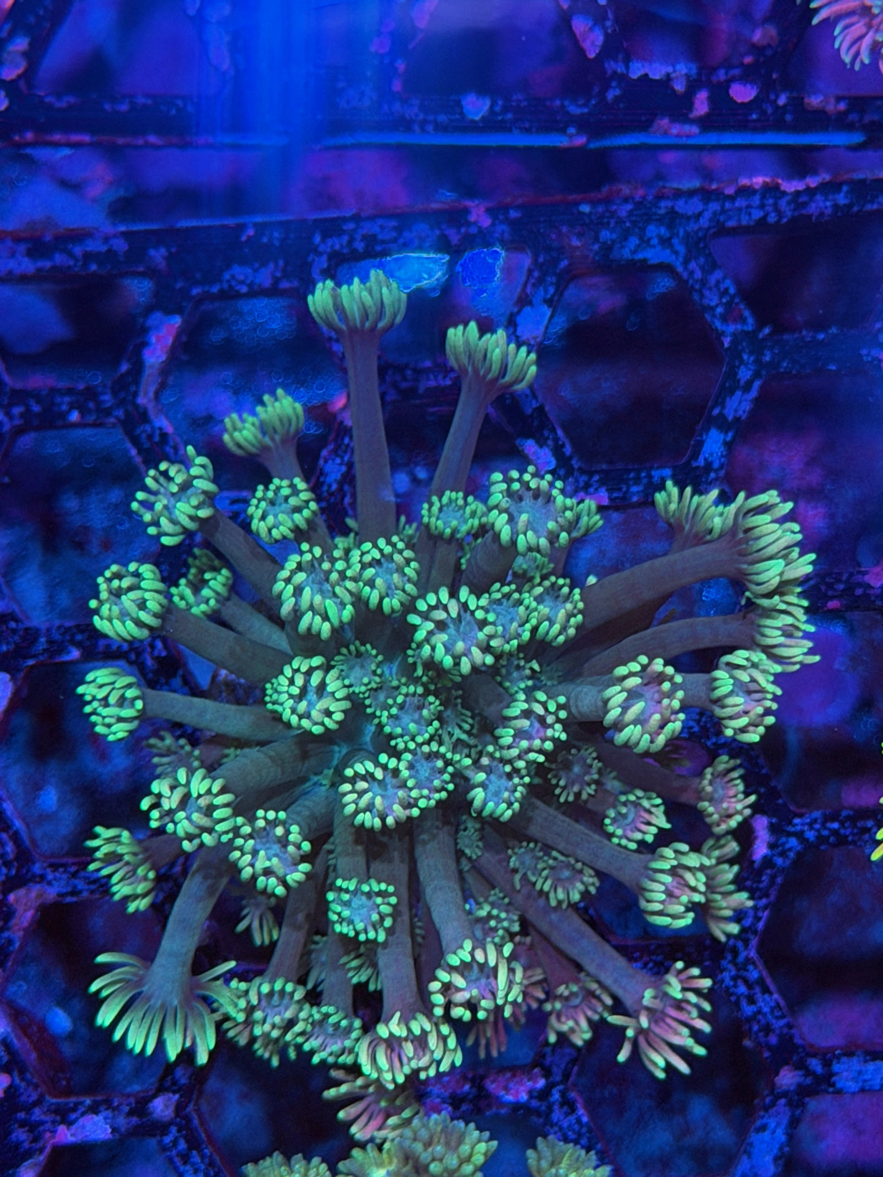 JEA Green Beam Goniopora CoRAL XL