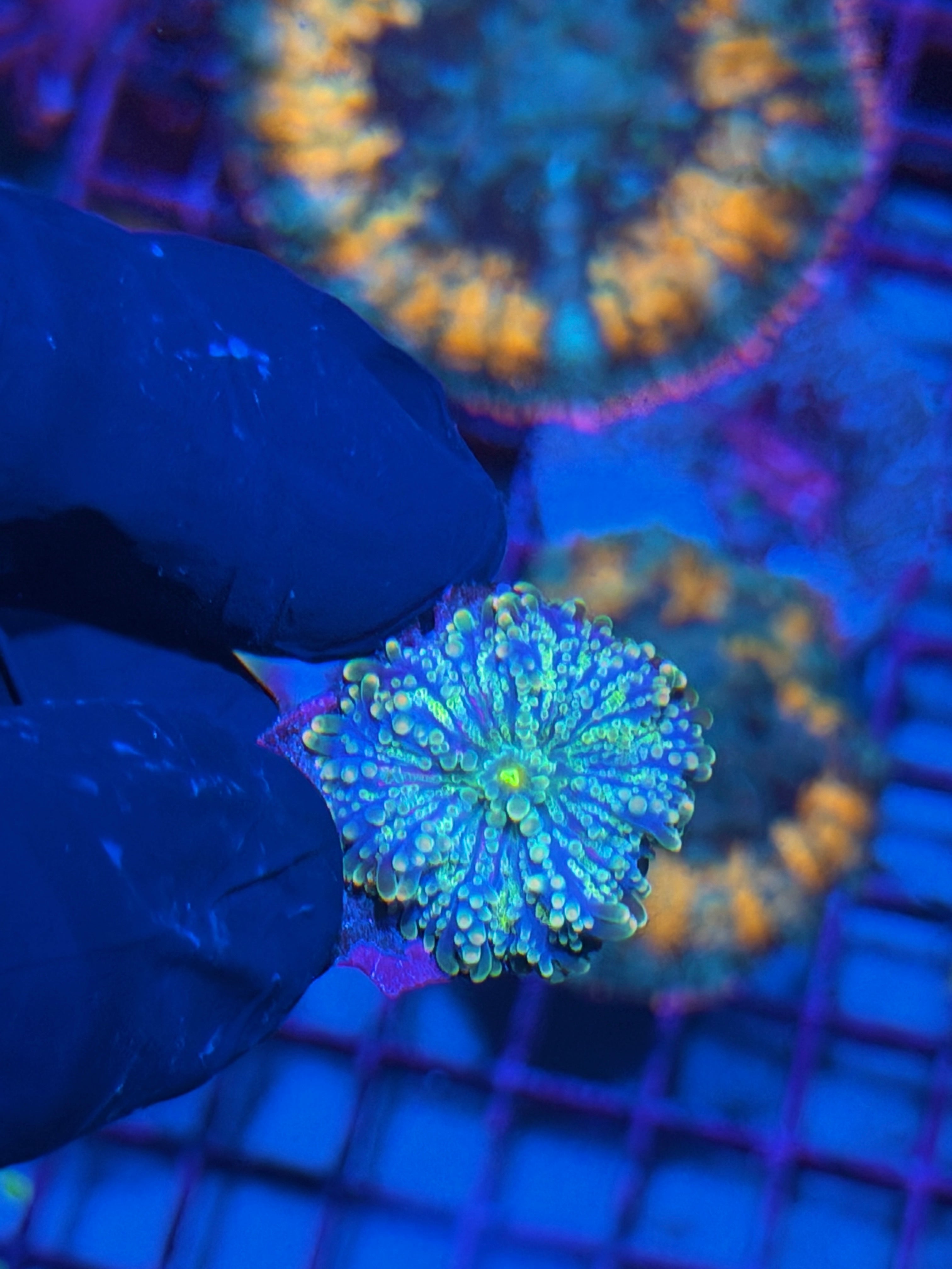 Tank Spawned Yuma Mushroom Coral 7/21