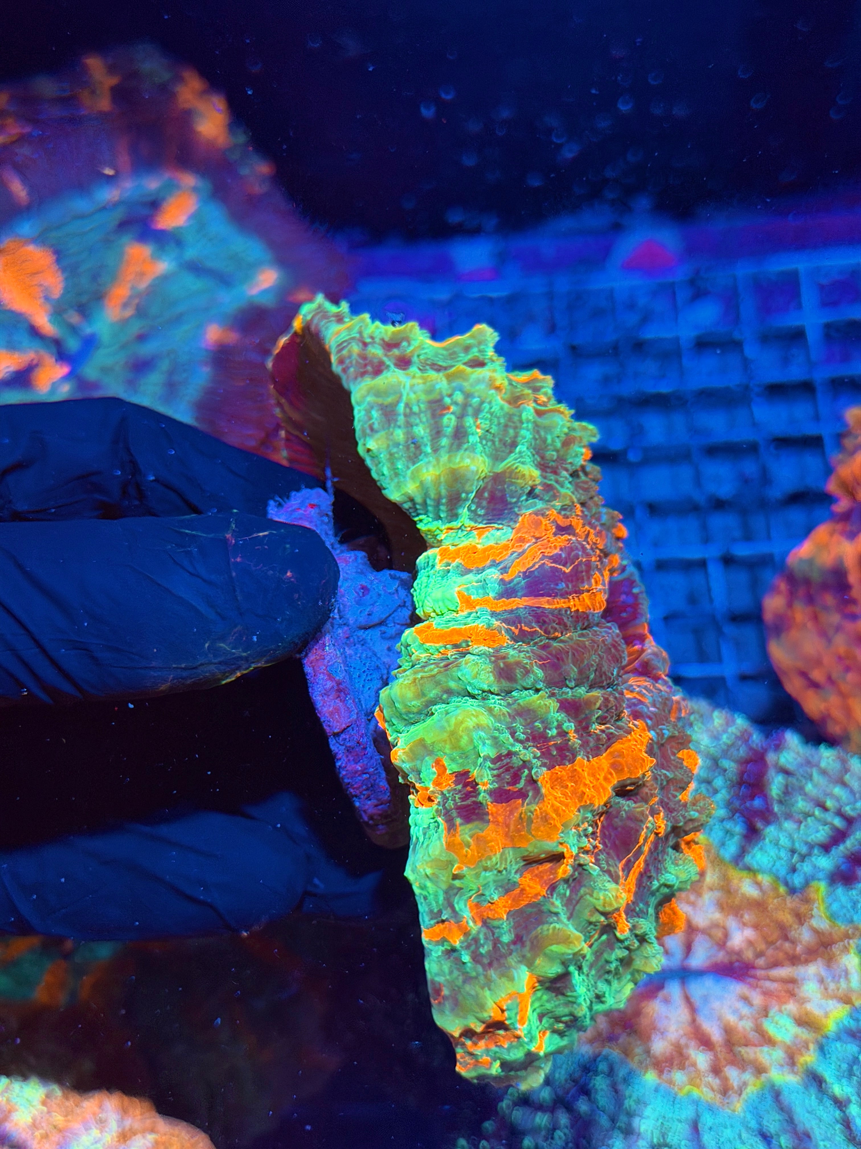 Bright Multicolor Striped Acanthophyllia Meat Coral XL