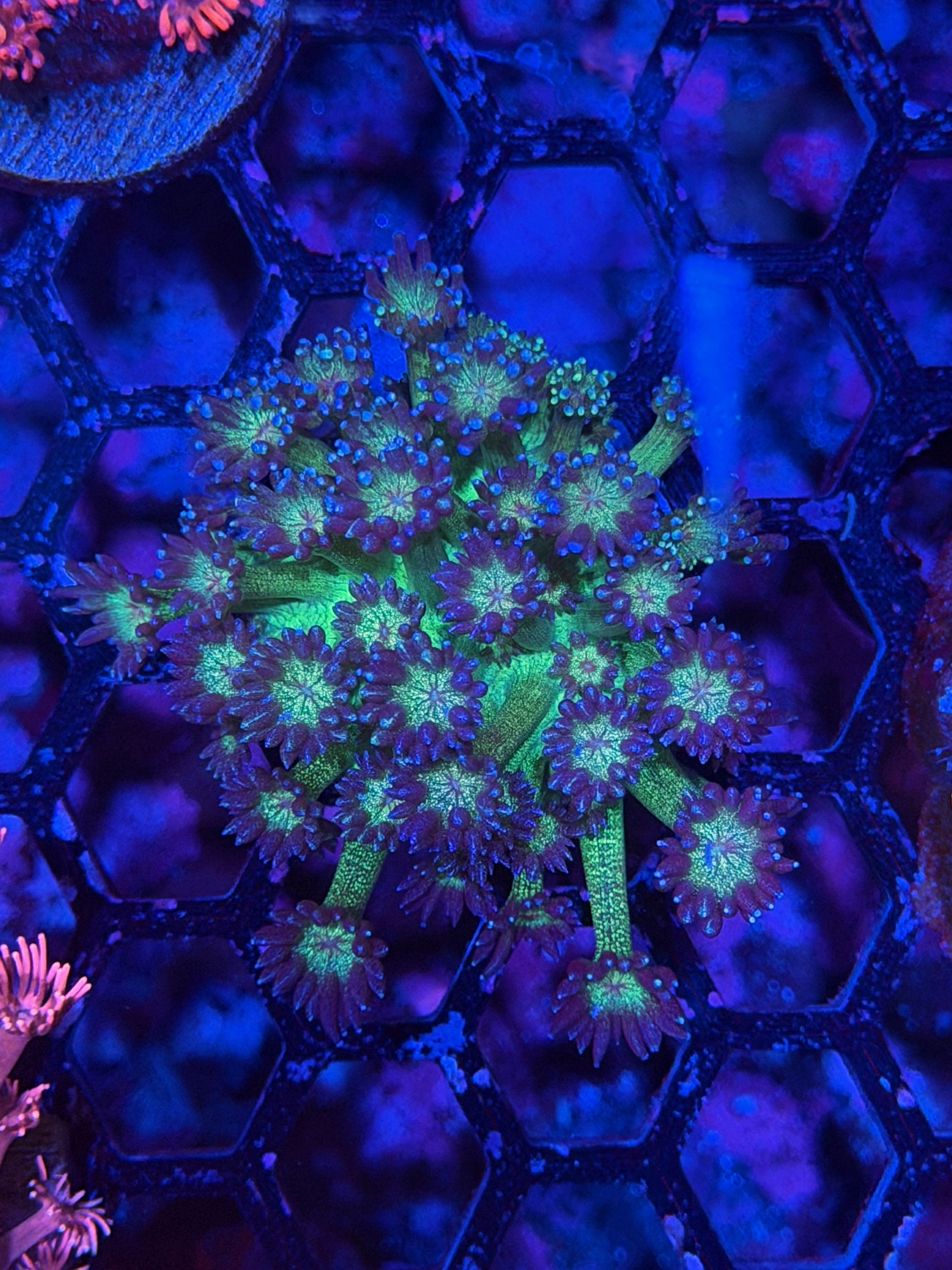 JEA Glitter Bomb Goniopora Coral XL Frag 11/28