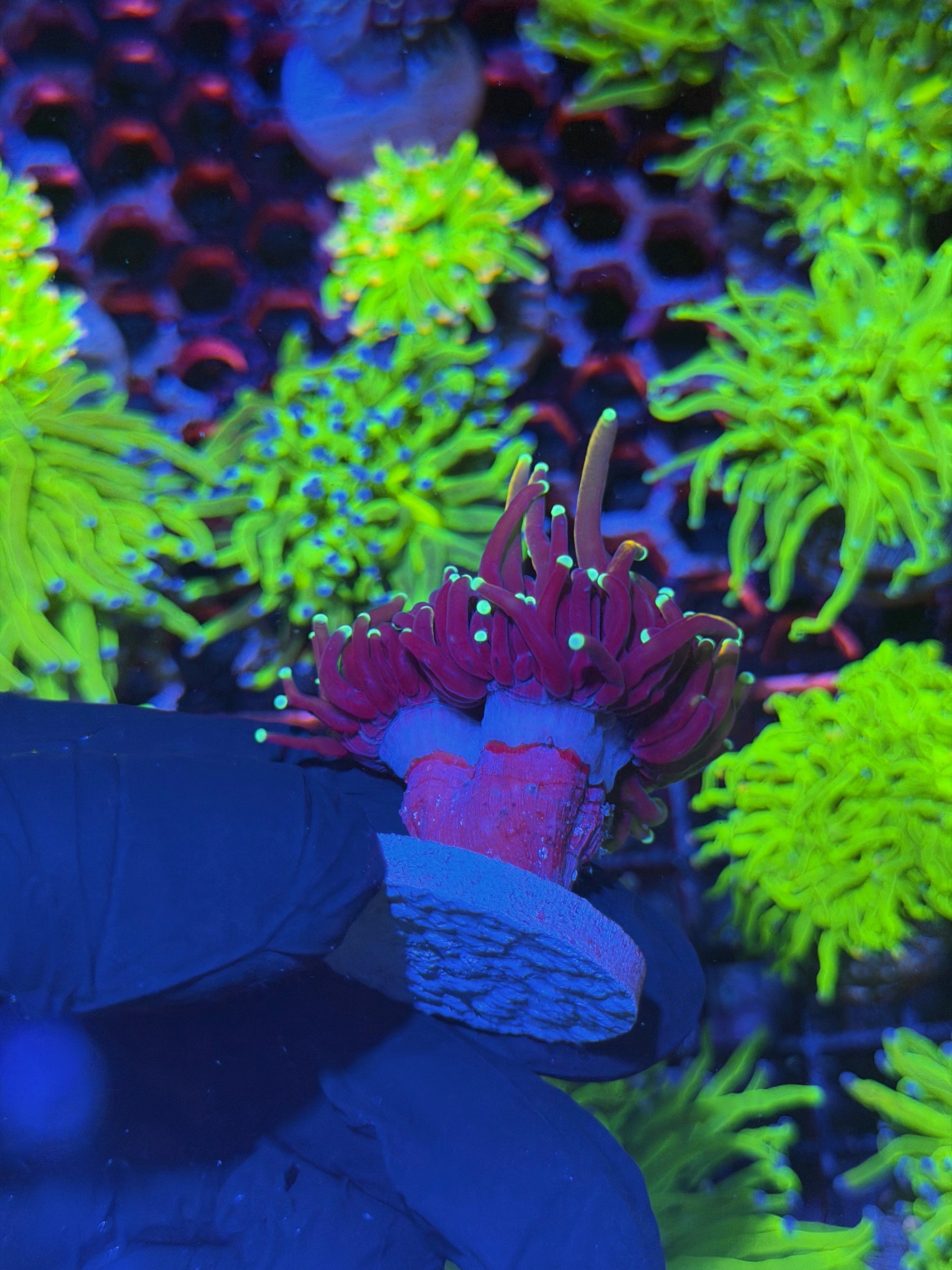 JEA OG Jester Torch Coral 2 Heads Splitting to 3 8/1