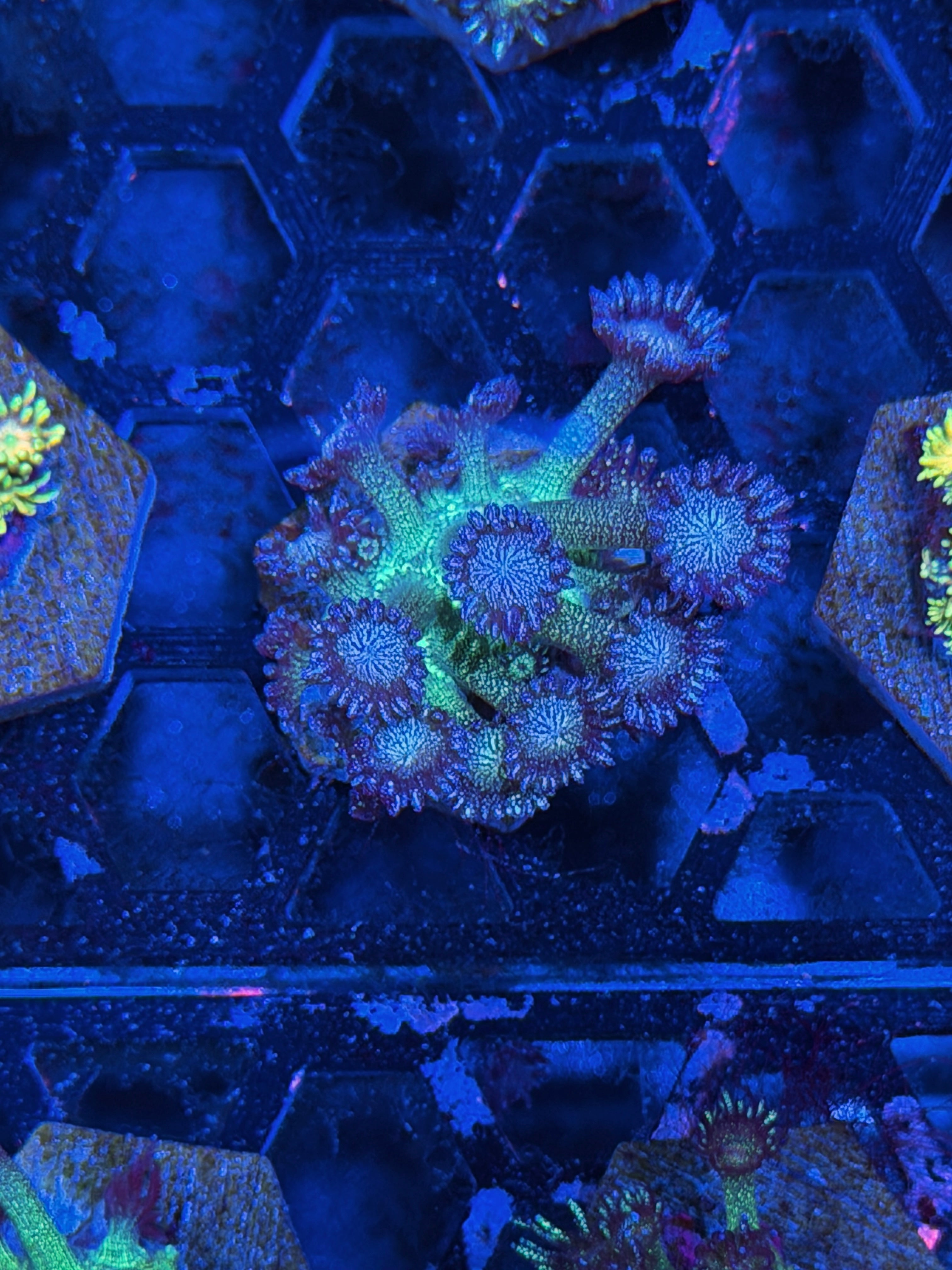 JEA Glitter Frenzy Goniopora Coral