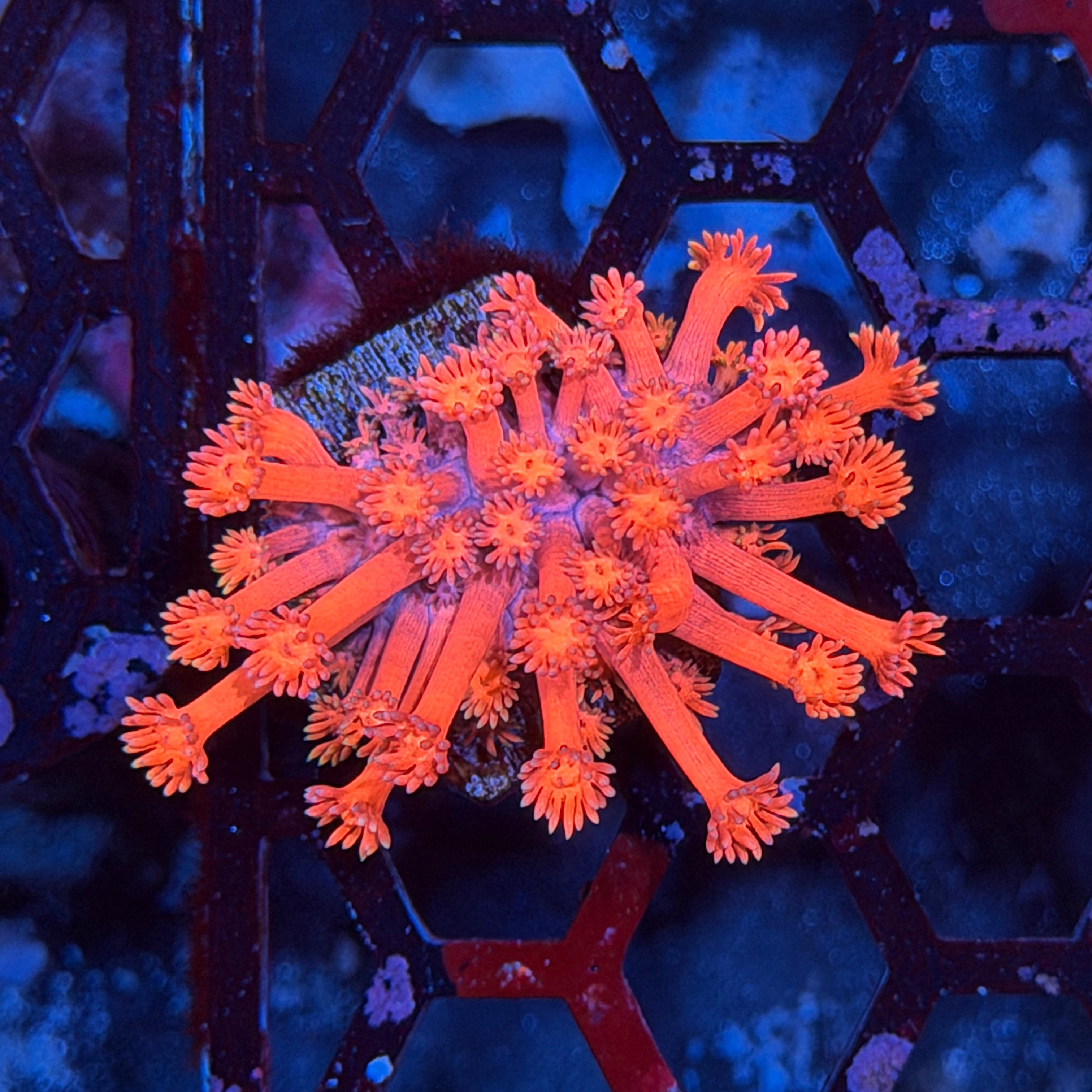 JEA Pink Panther Goniopora Coral 6/3