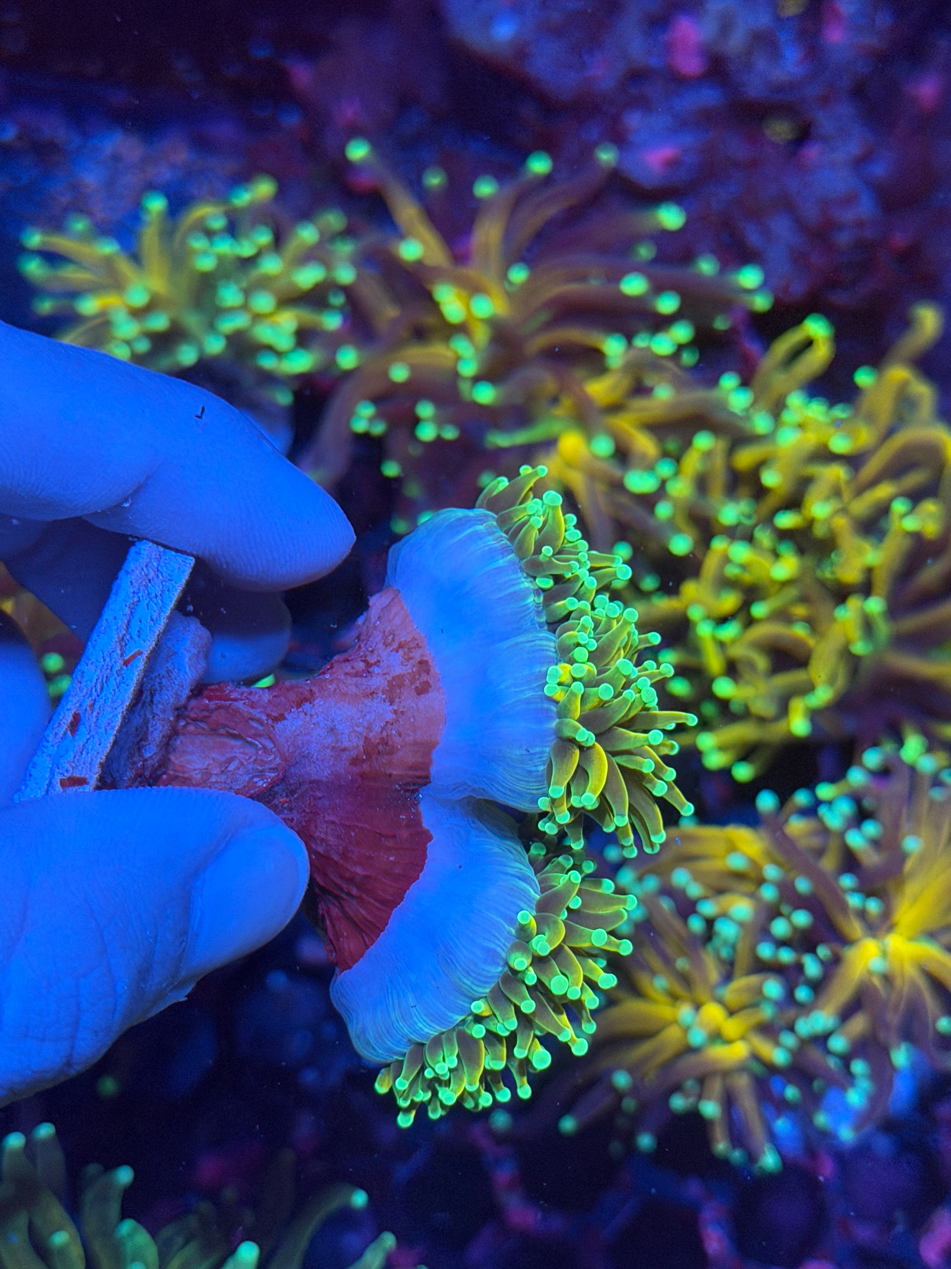 JEA Holy Guac Torch Coral 2 Heads Splitting to 4 XXL 11/28