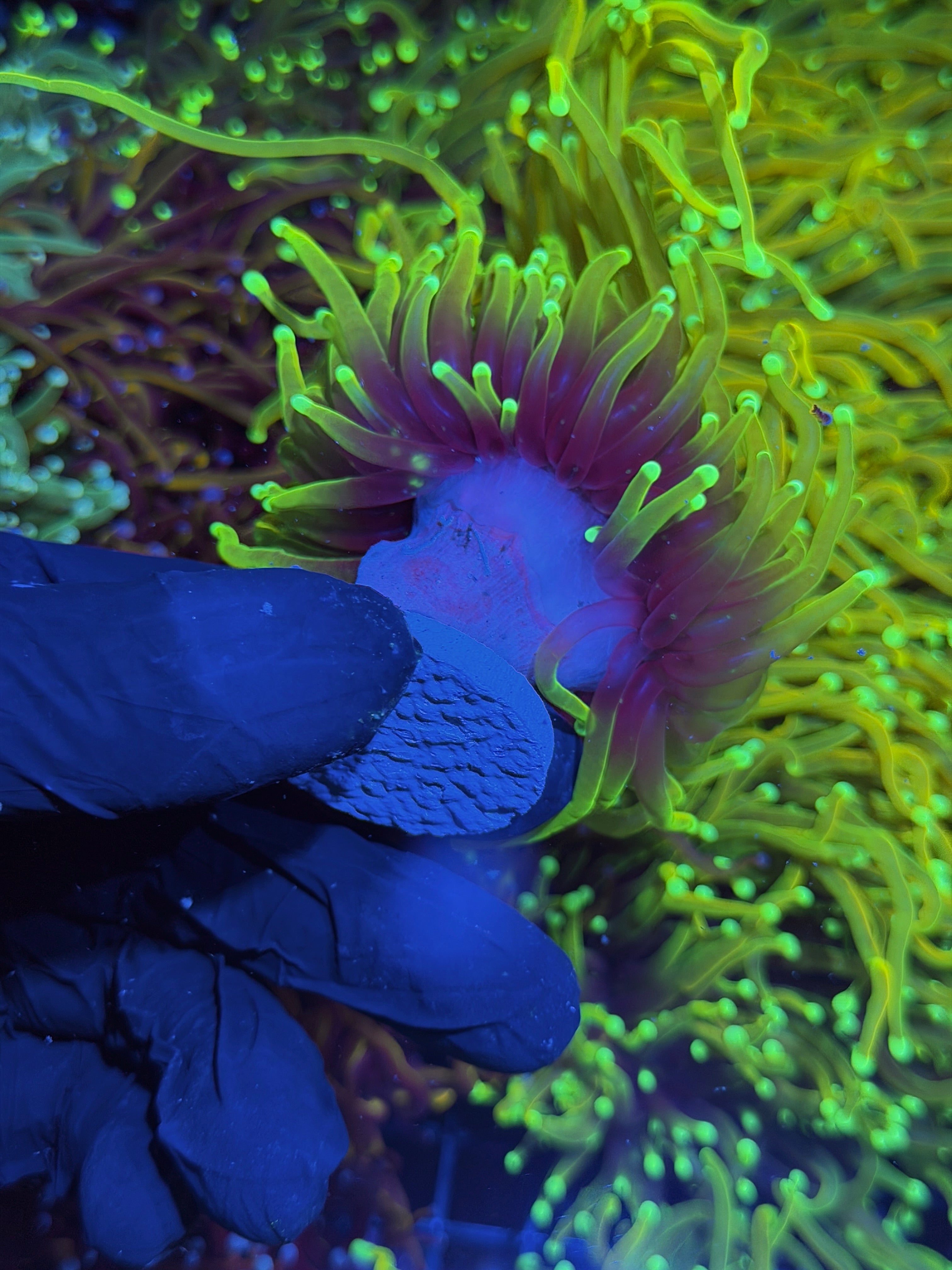 JEA Hellfire Torch Coral 1 XL Head Splitting