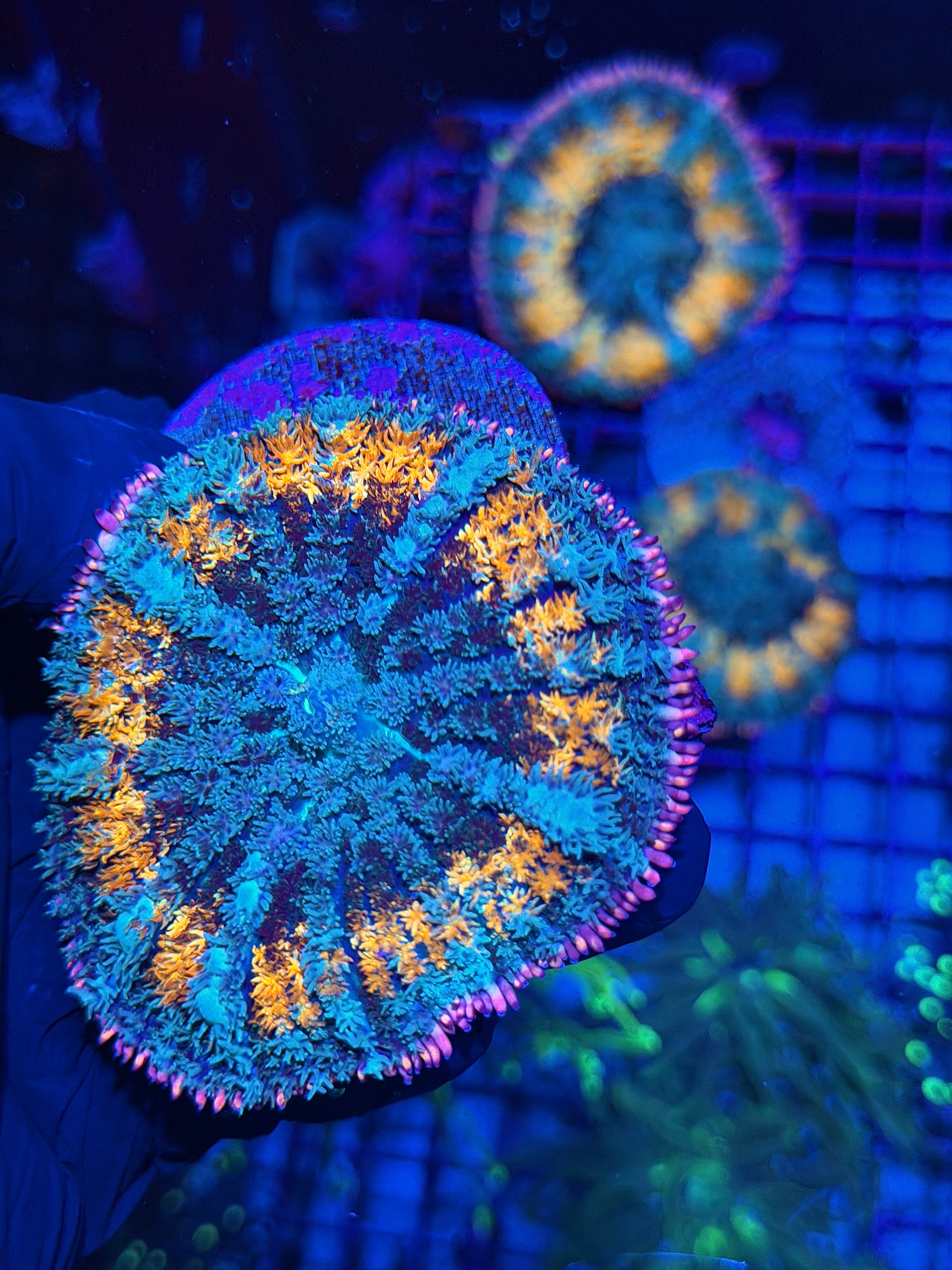 JEA Spellcaster Bounce Mushroom Coral XXL 7/22