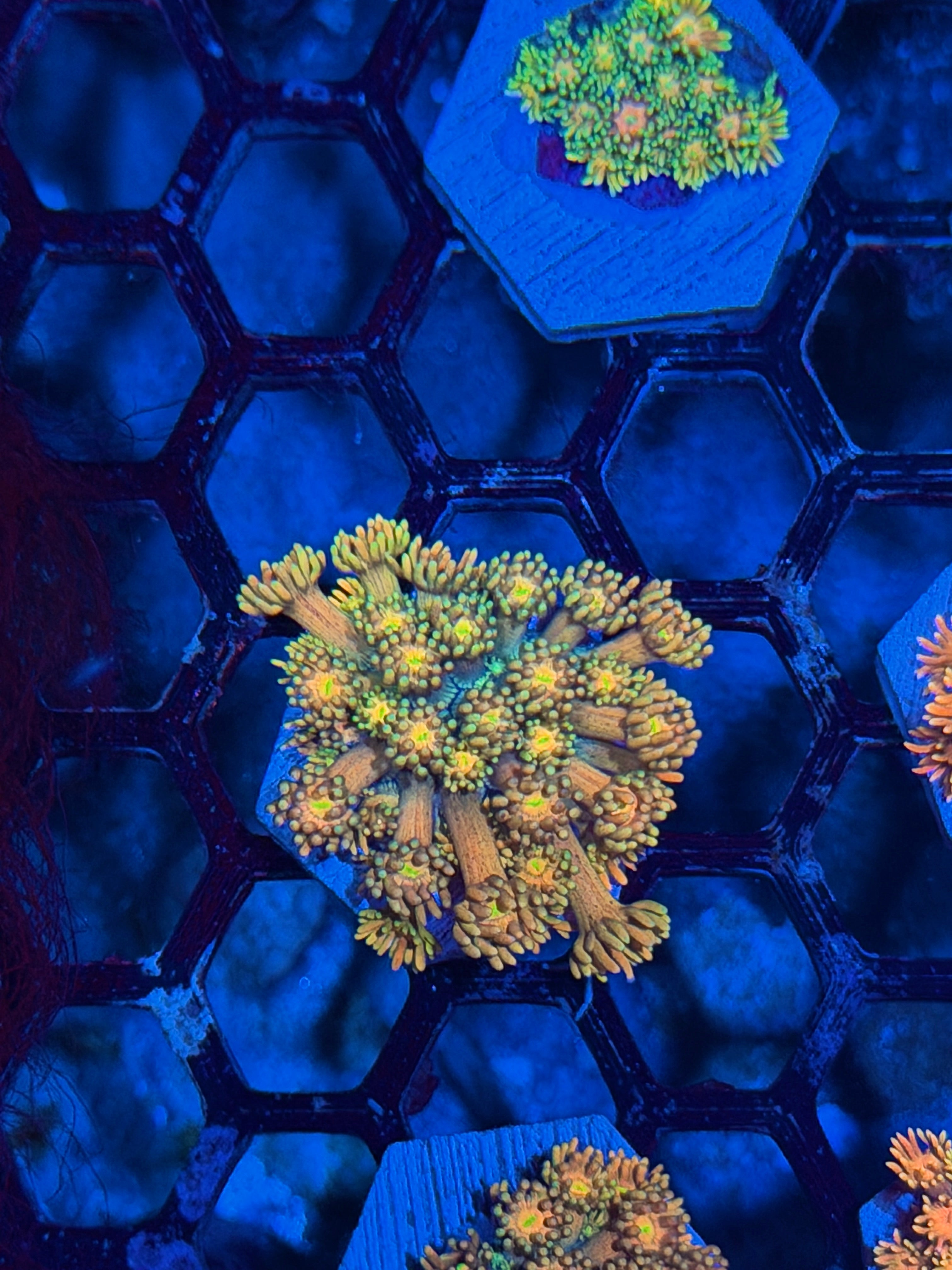 JEA Rainbow Incinerator Goniopora Coral *New Release*