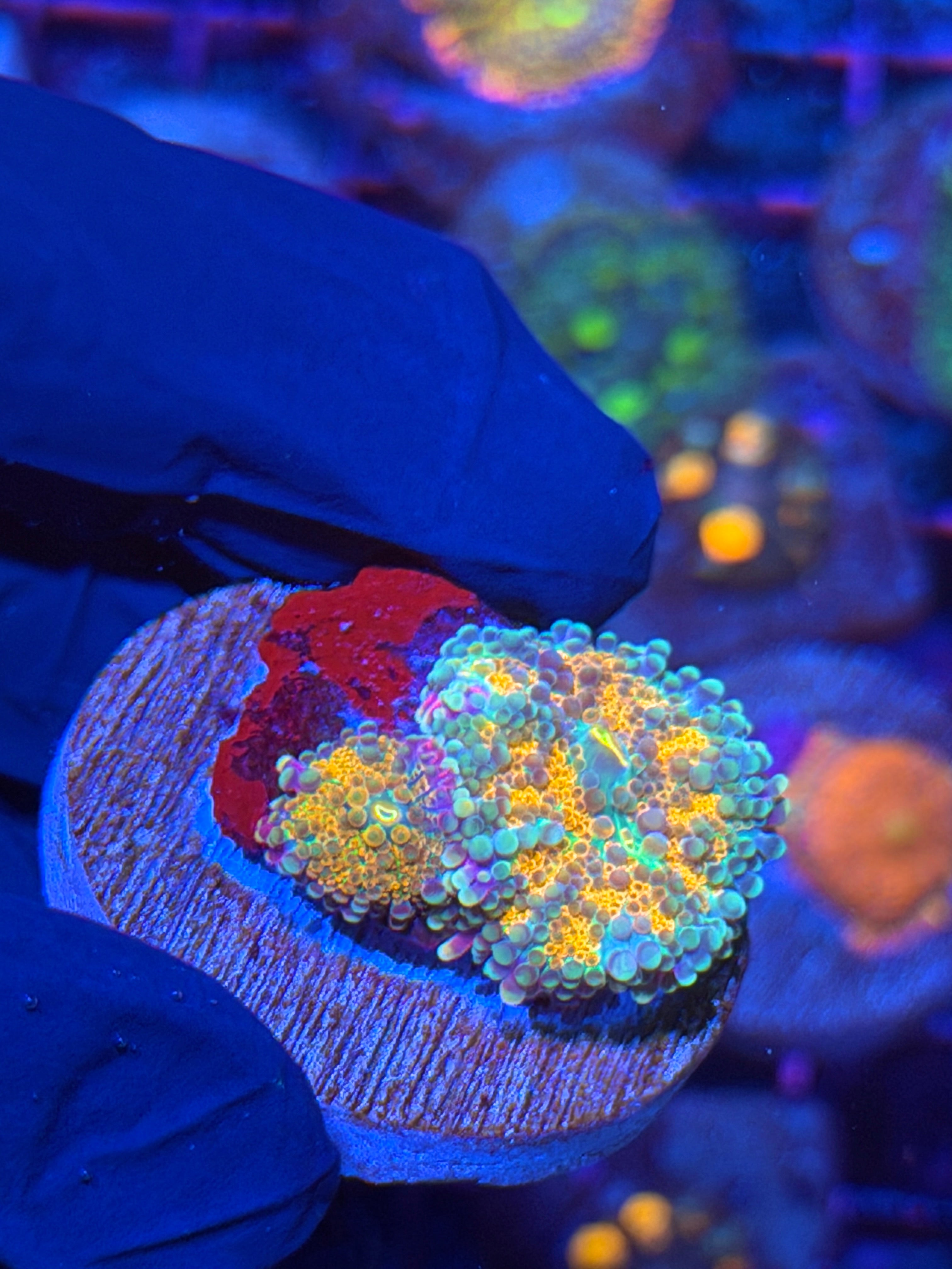 JEA Rainbow Vibes Yuma Mushroom Coral Double