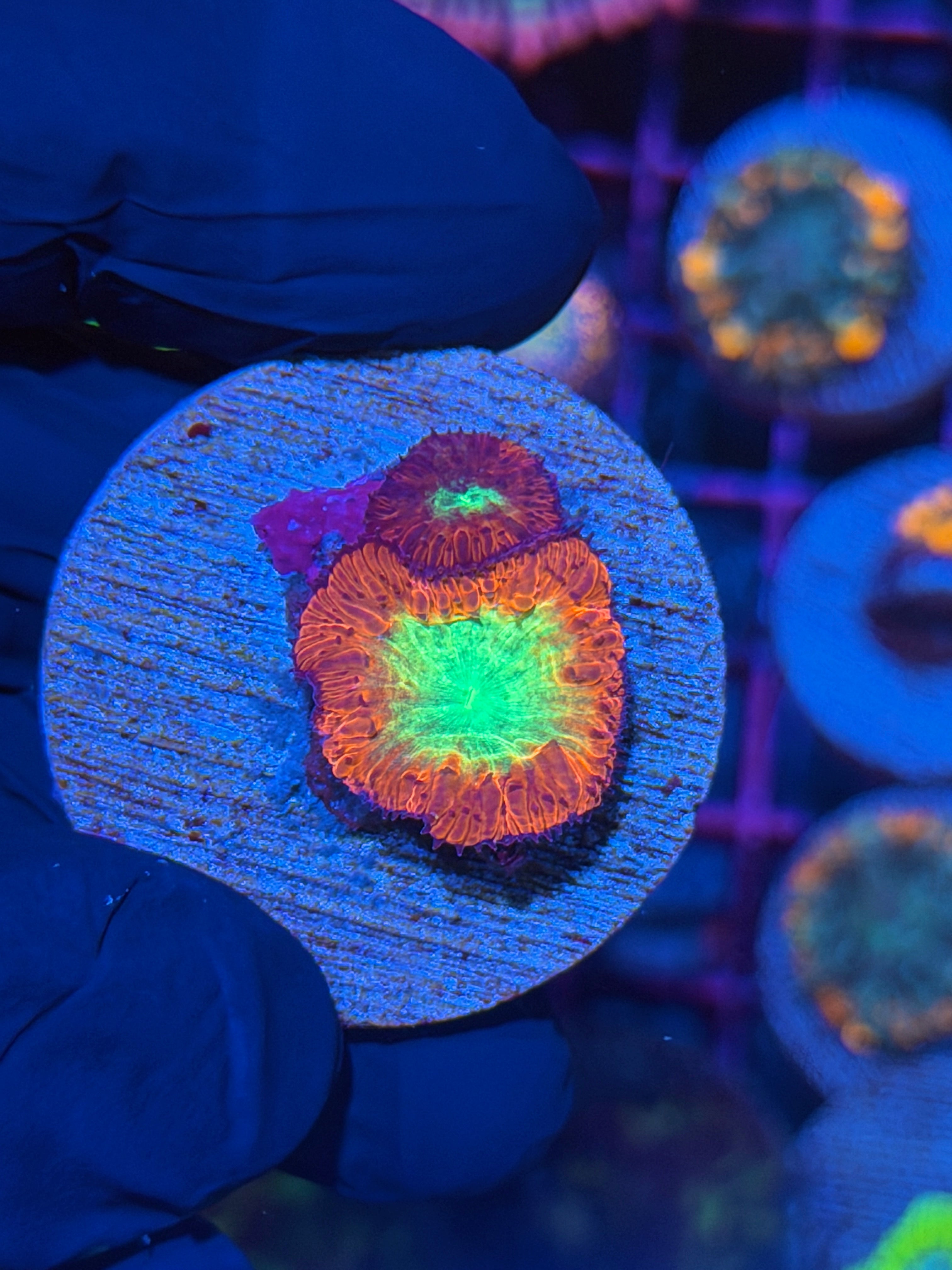 JEA Shazam Blastomussa Coral 2 Heads 12/1