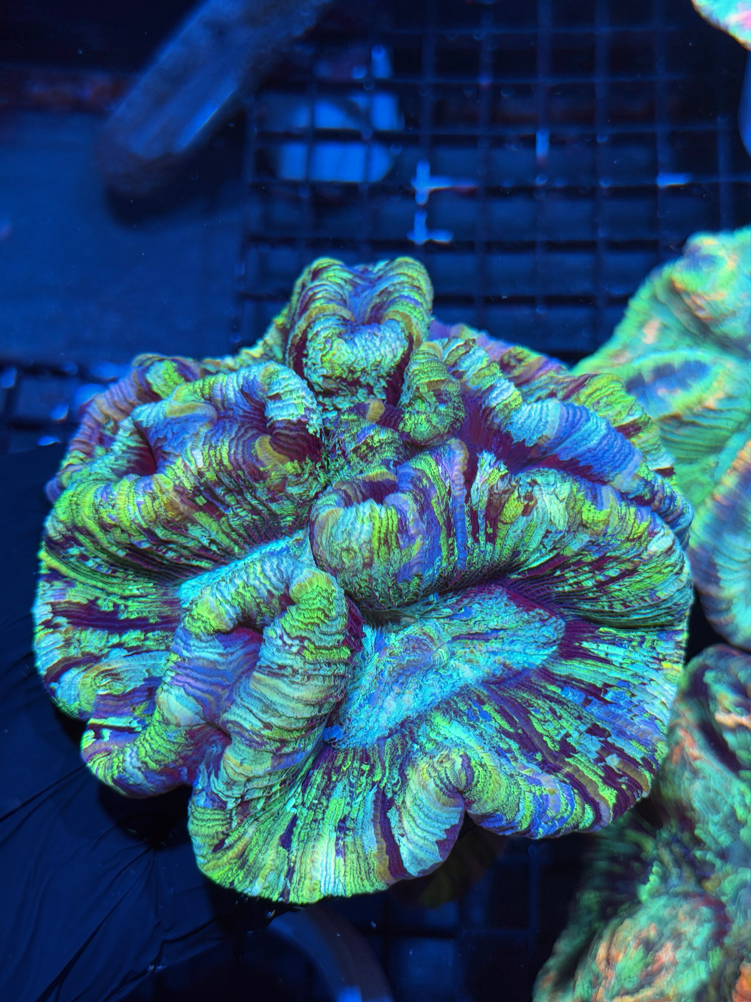 Blue Rainbow Trachyphyllia Meat Coral XXL 6/3