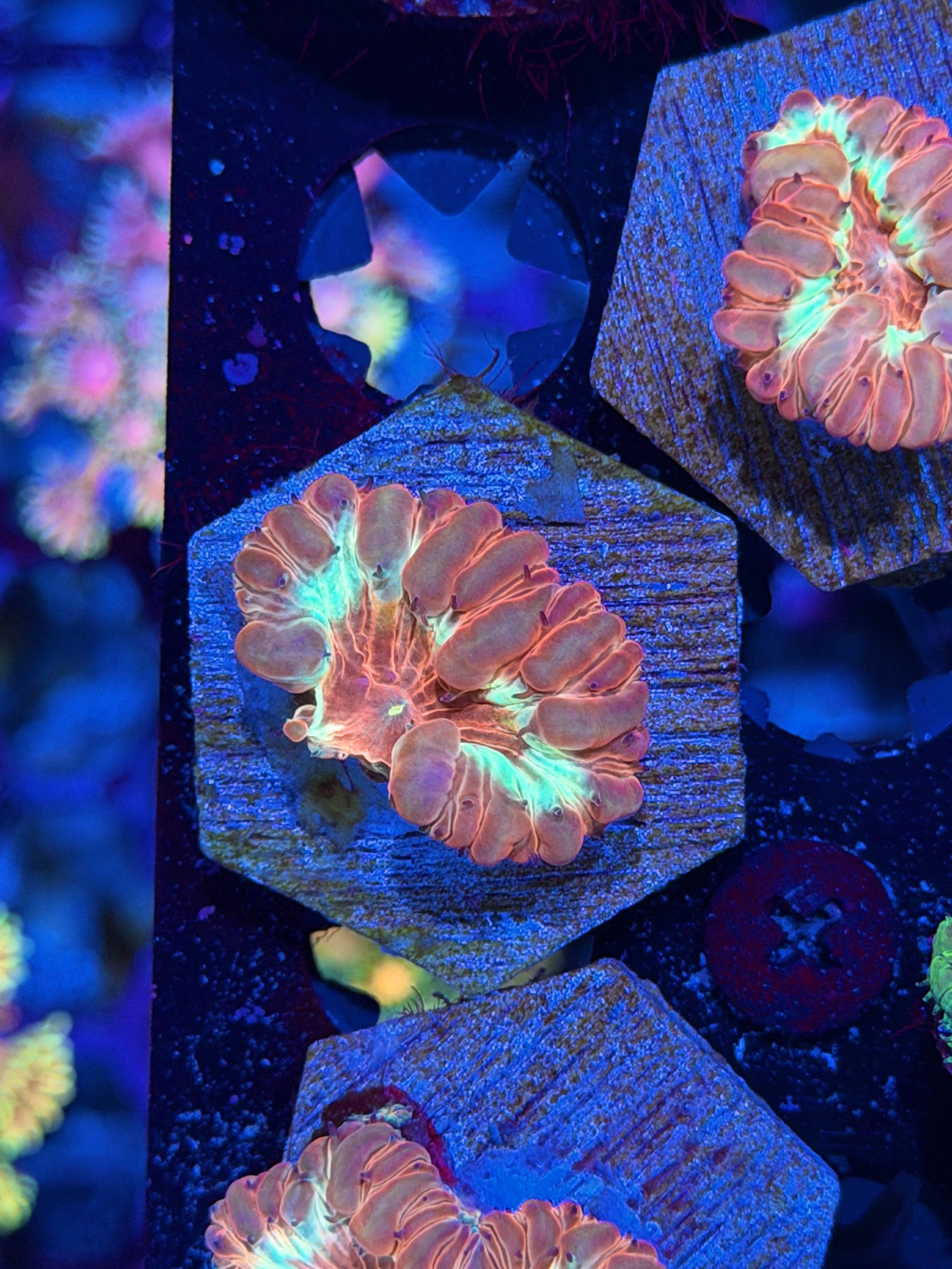JEA Sunburst Blastomussa Coral 1 Head *New Release*