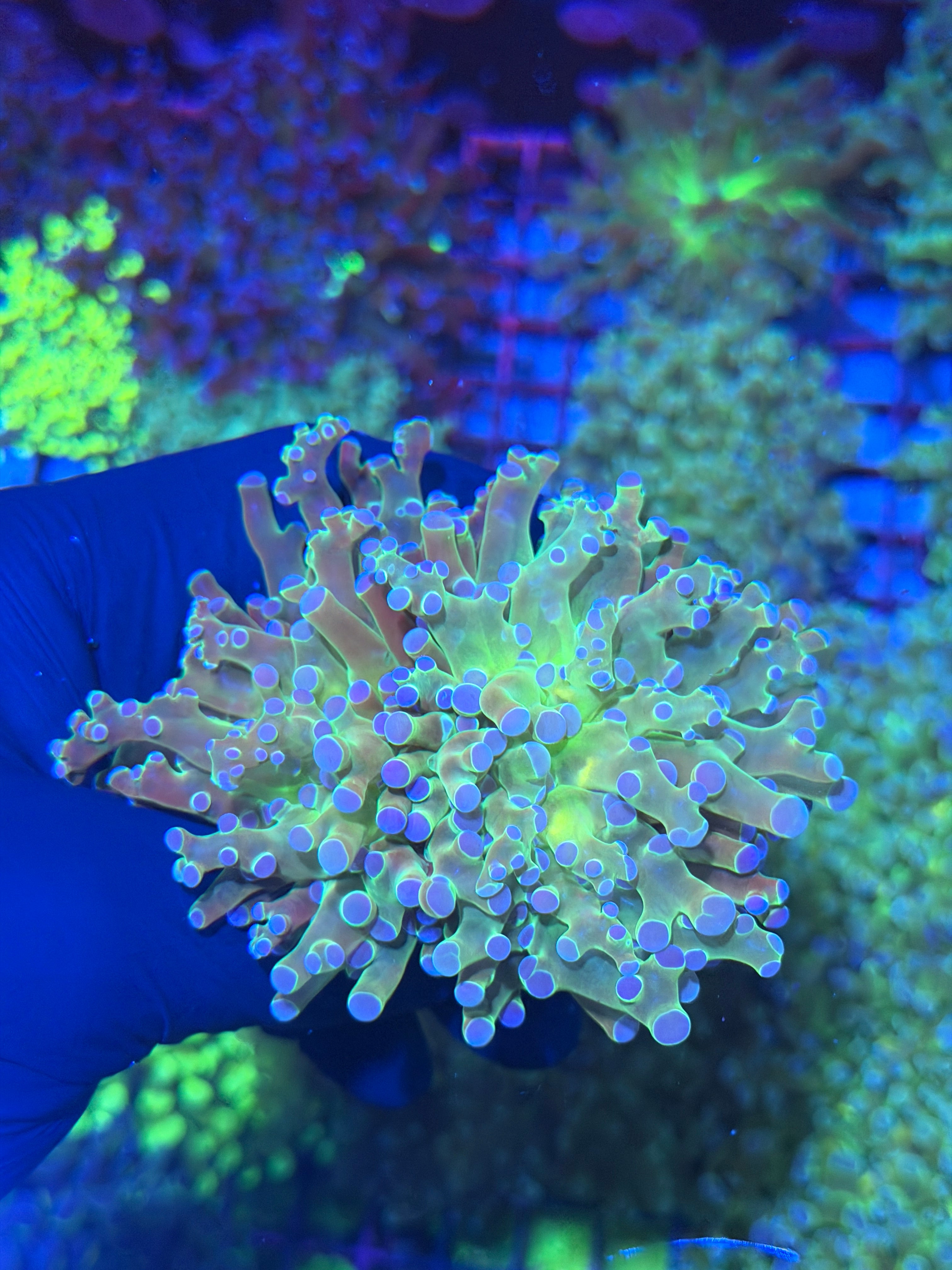 JEA Holy Relic Frogspawn Coral 2 XL Heads 7/21