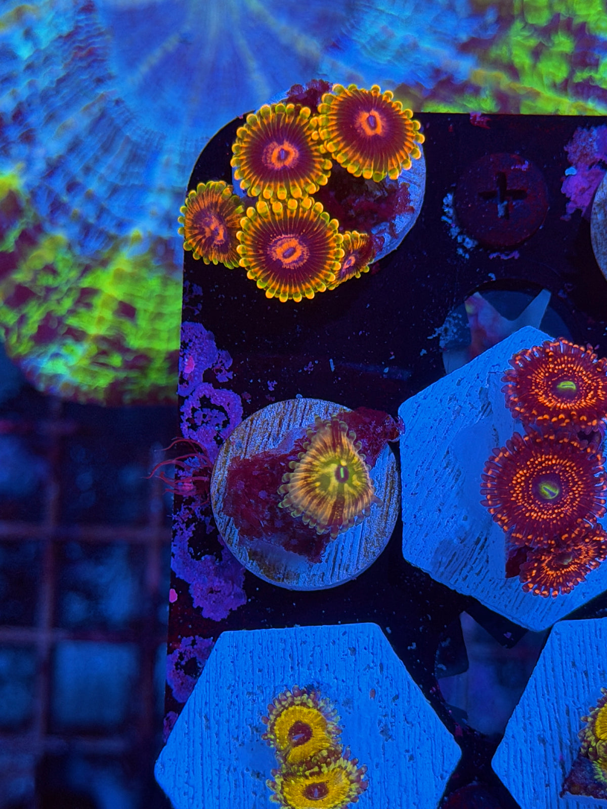 Cali Kid Monsters Inc Zoanthid Coral