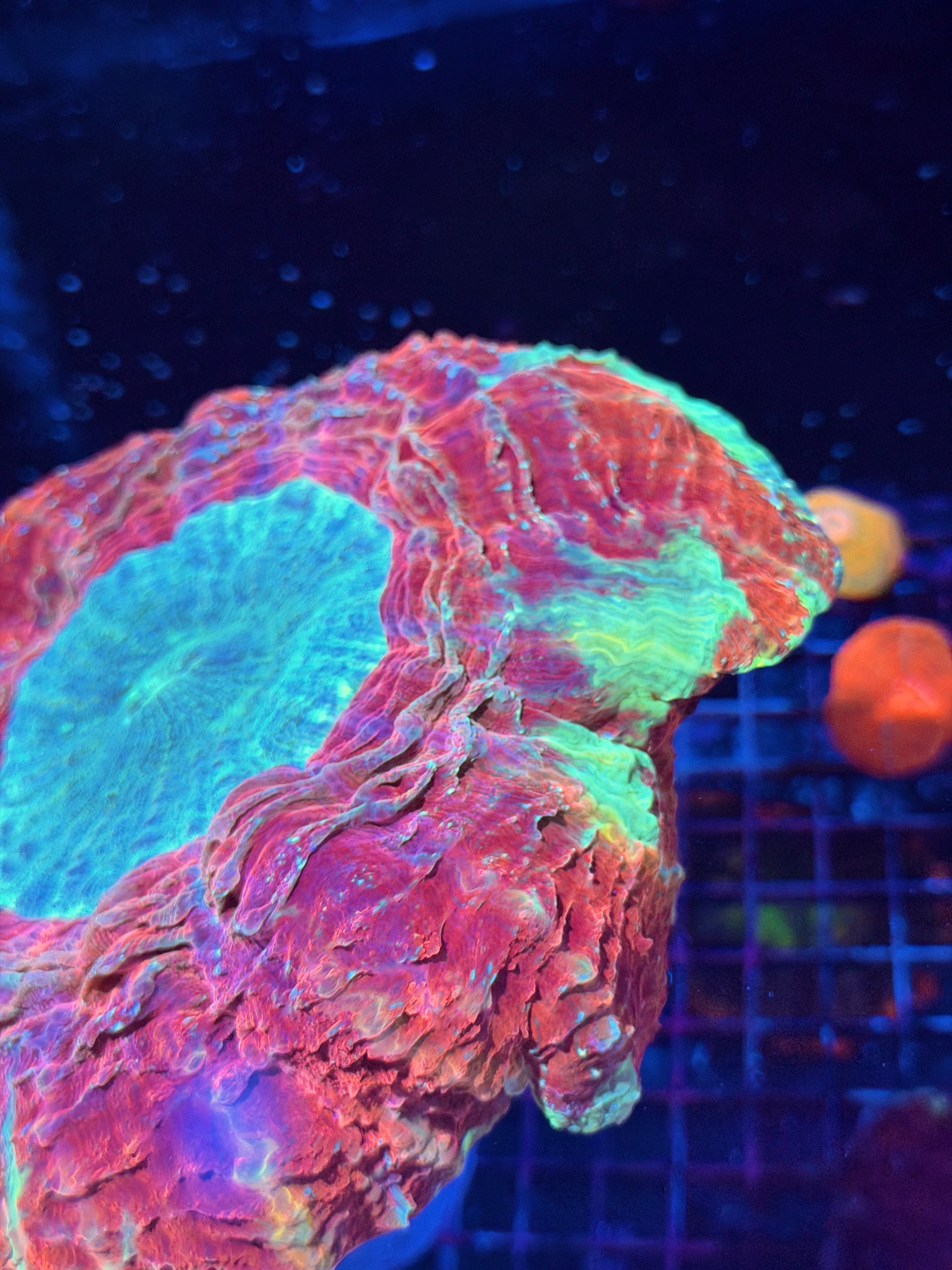 Red Multicolor Acanthophyllia Meat Coral XXXL Show Piece