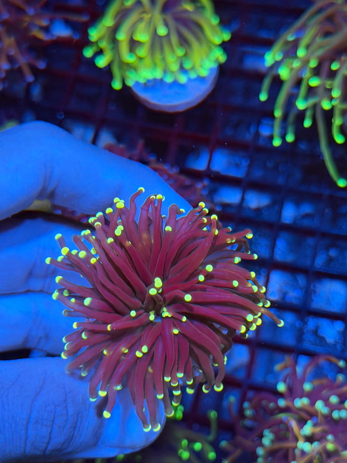 JEA Firefly Torch Coral 1 XL Head 9/21