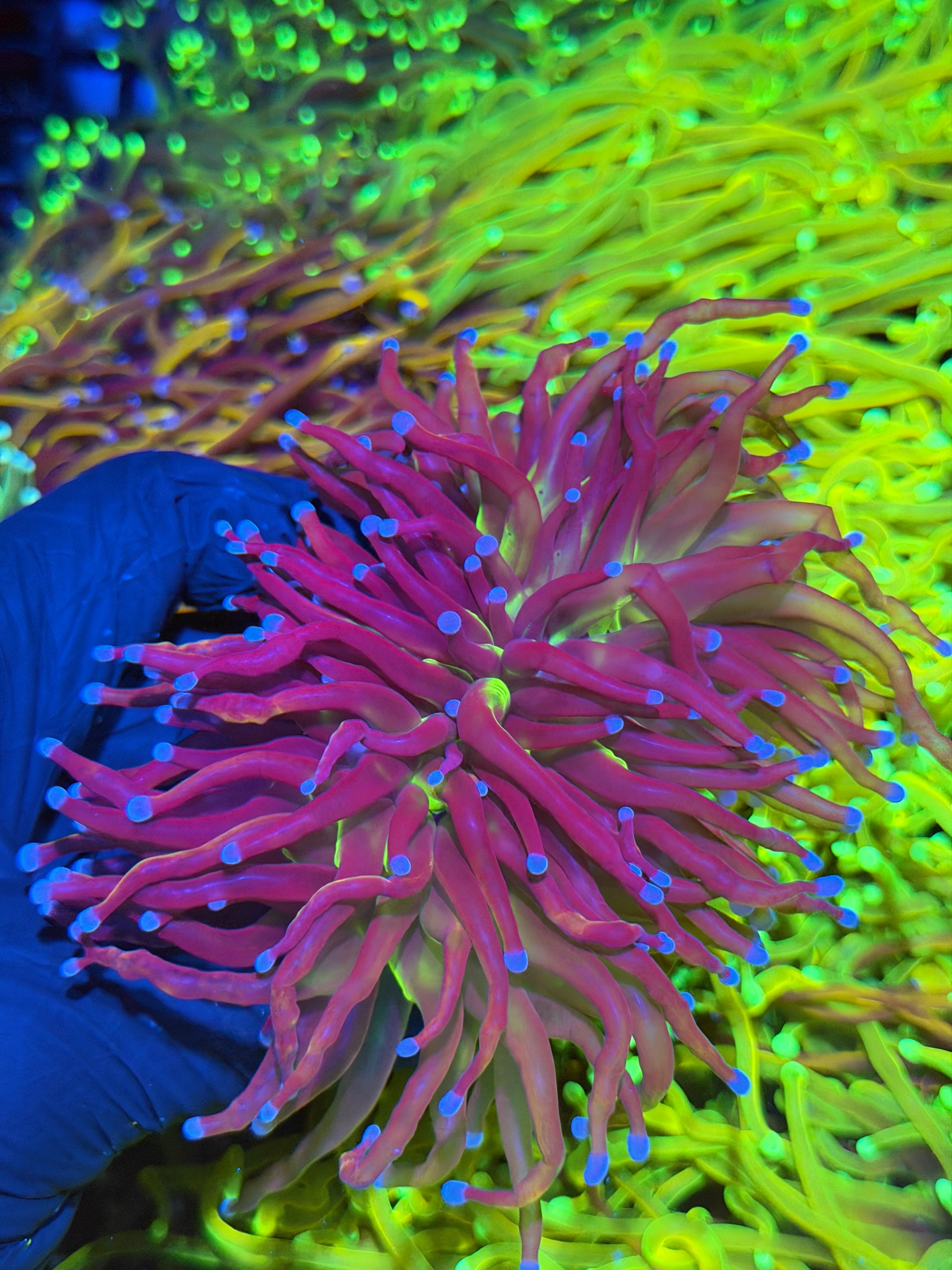 JEA Death Star Grail Torch Coral 2 Heads XXL