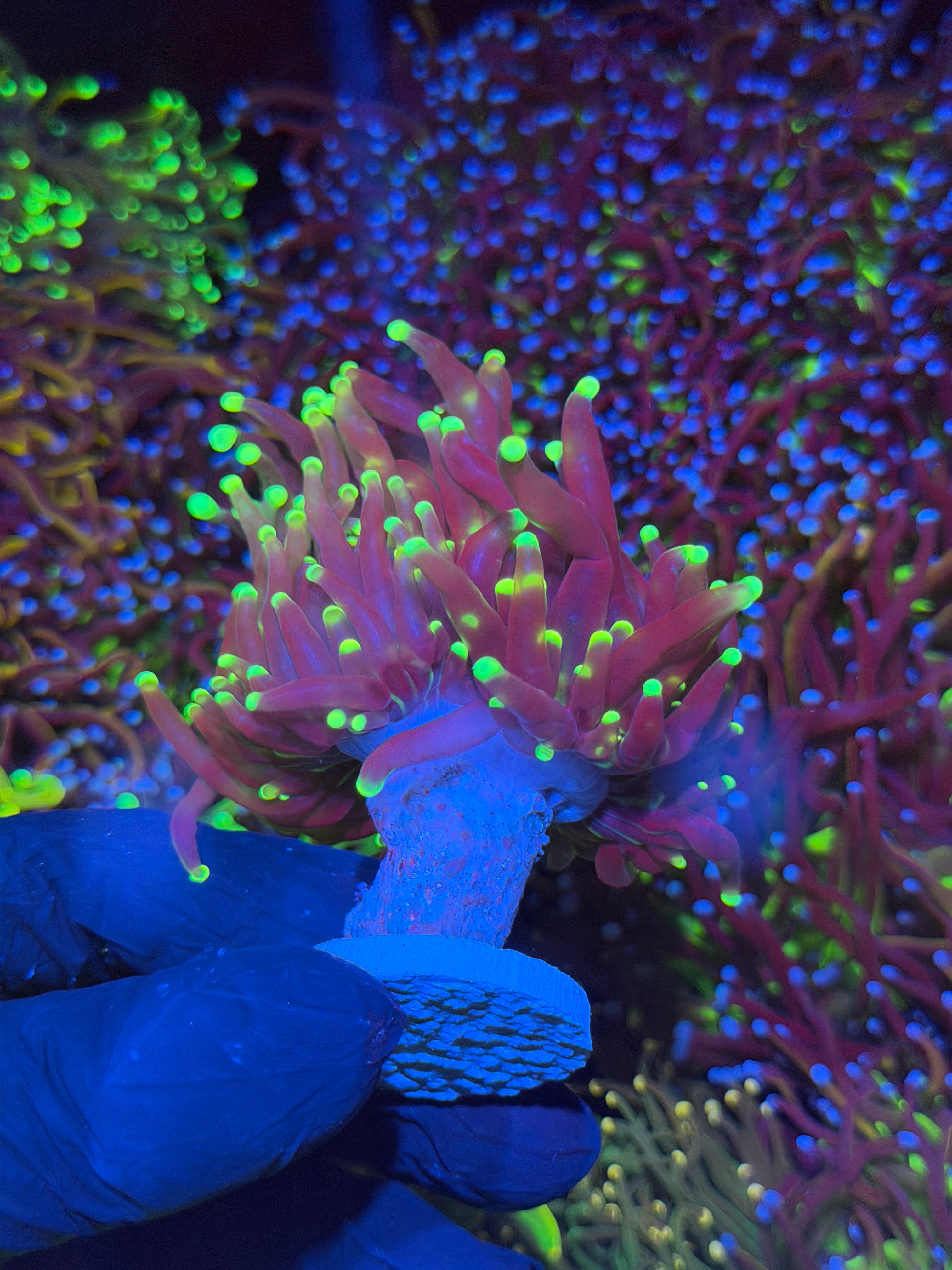 JEA HiLighter Torch Coral Splitting 2 Heads XXL
