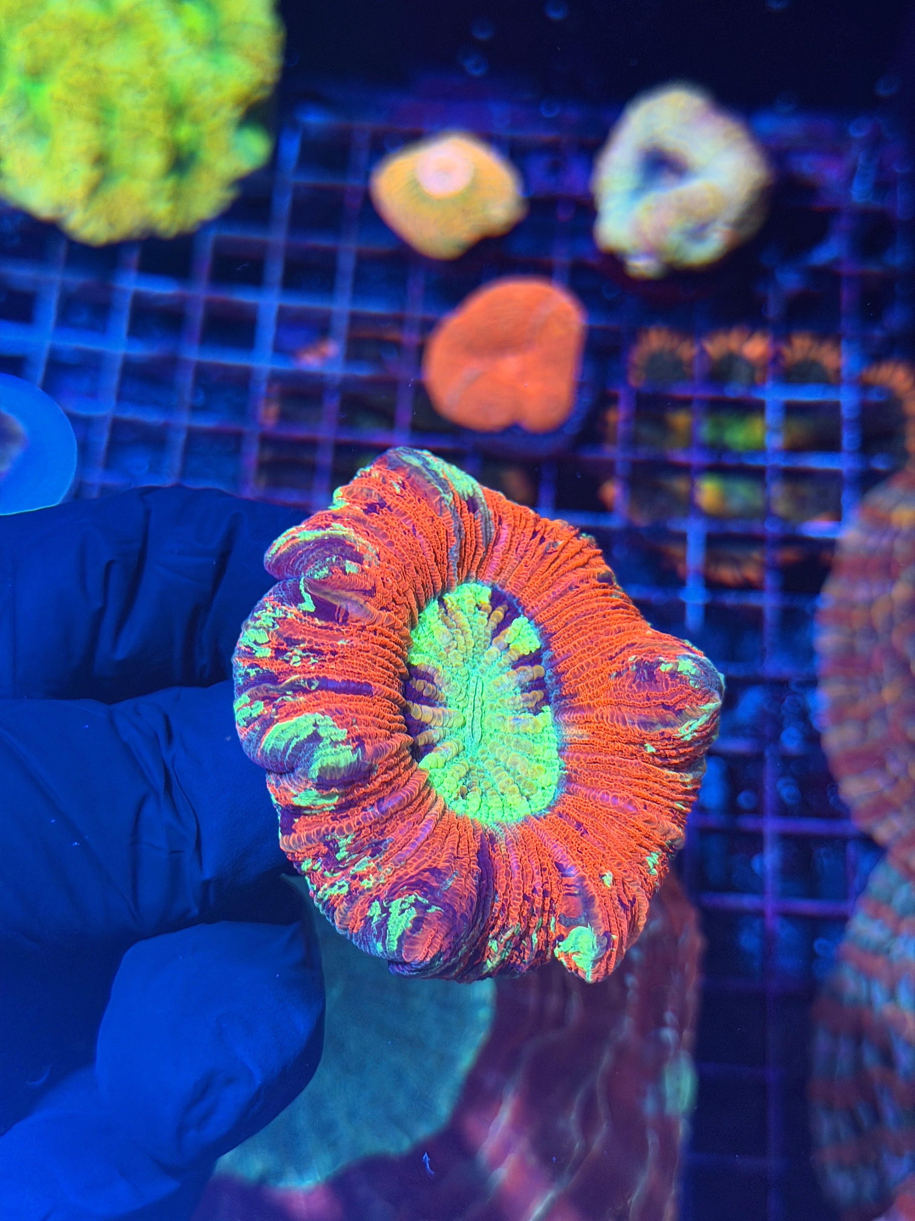 Multi Color Trachyphyllia Meat Coral