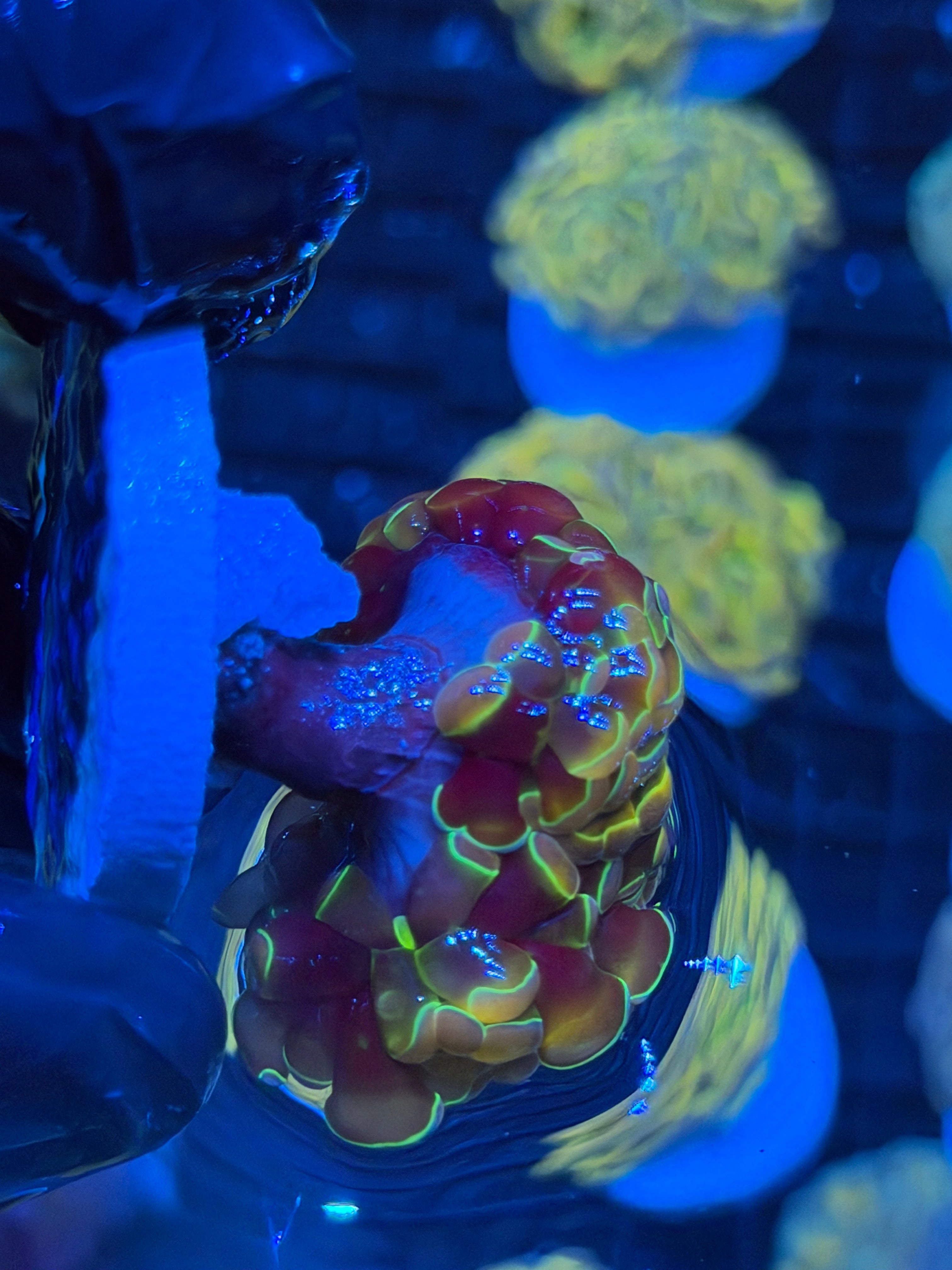 JEA Rainbow Dreams Hammer Coral 2 Heads Splitting 9/6