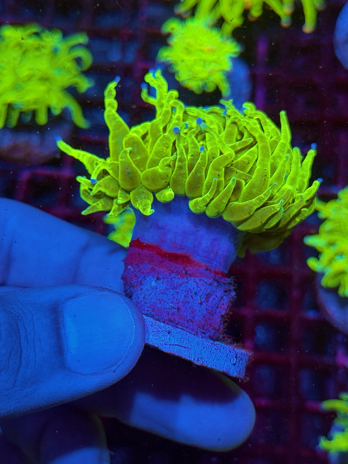 JEA Holy Grail Torch Coral 1 XXL Head 10/24