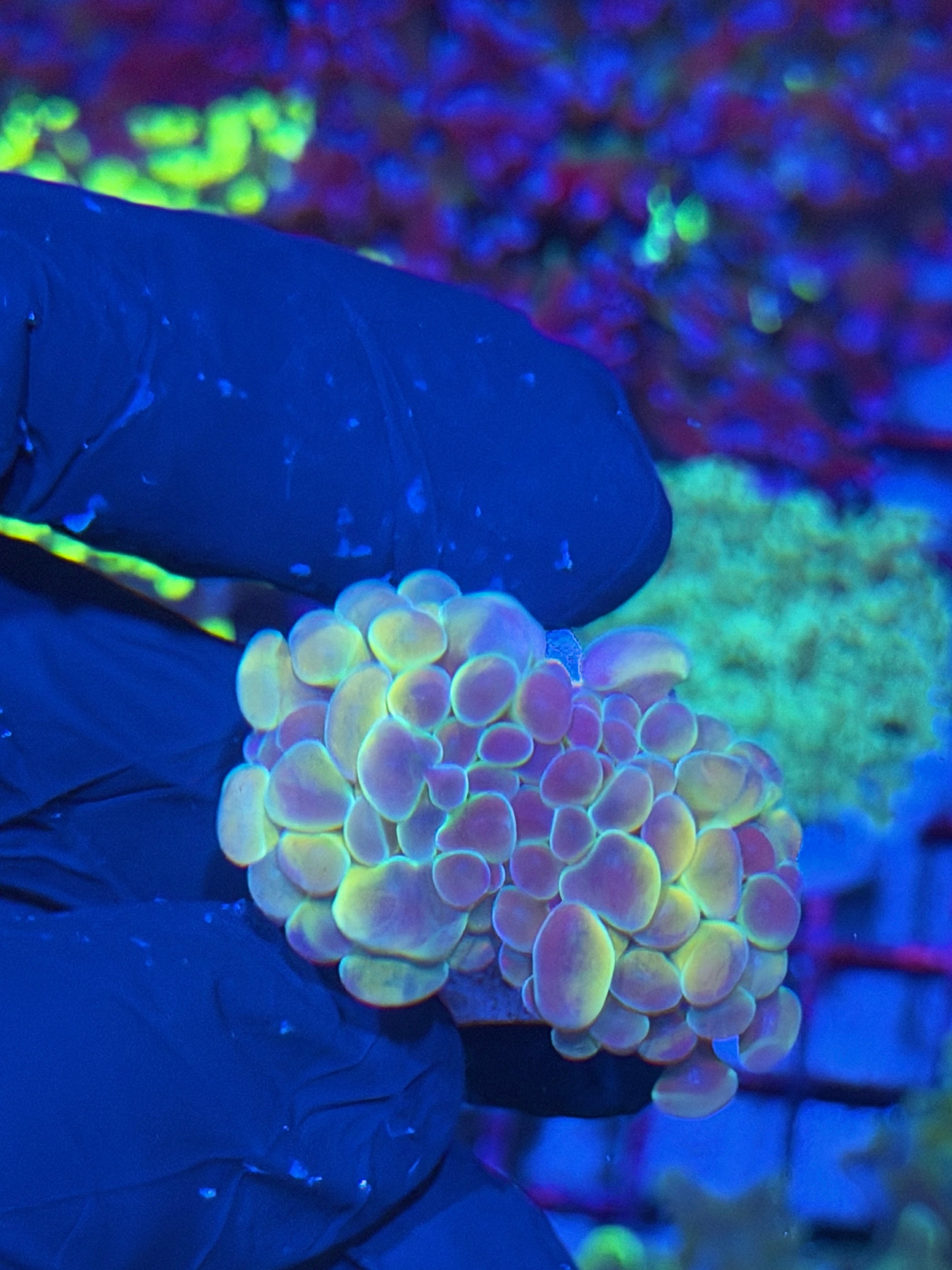 JEA Orange Holo Hammer Coral 2 Heads 7/21