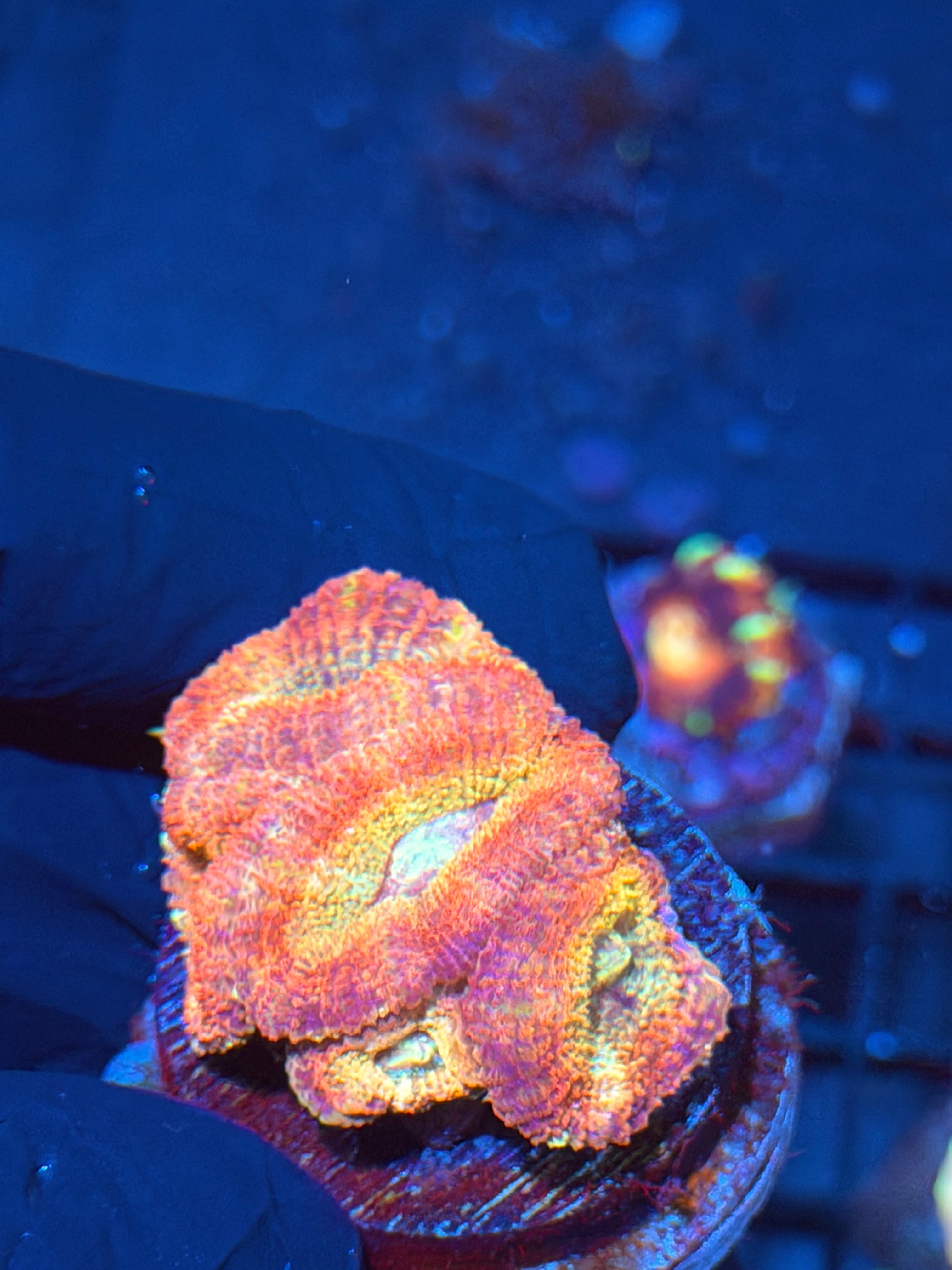JEA SweetTooth Asian Acans Coral 5 Heads XL 6/4
