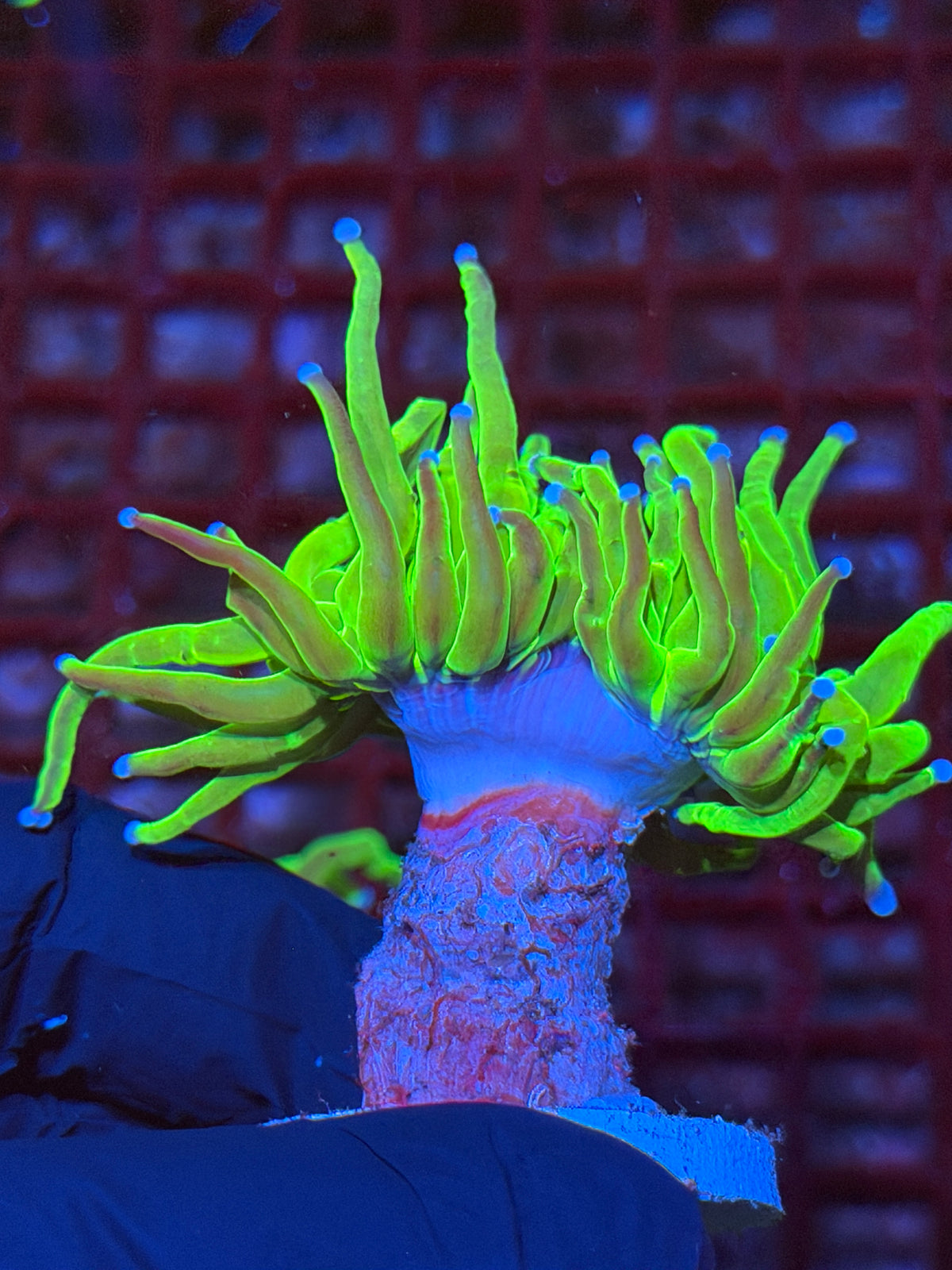 JEA 24K Holy Grail Torch Coral 1 Head XL 9/22