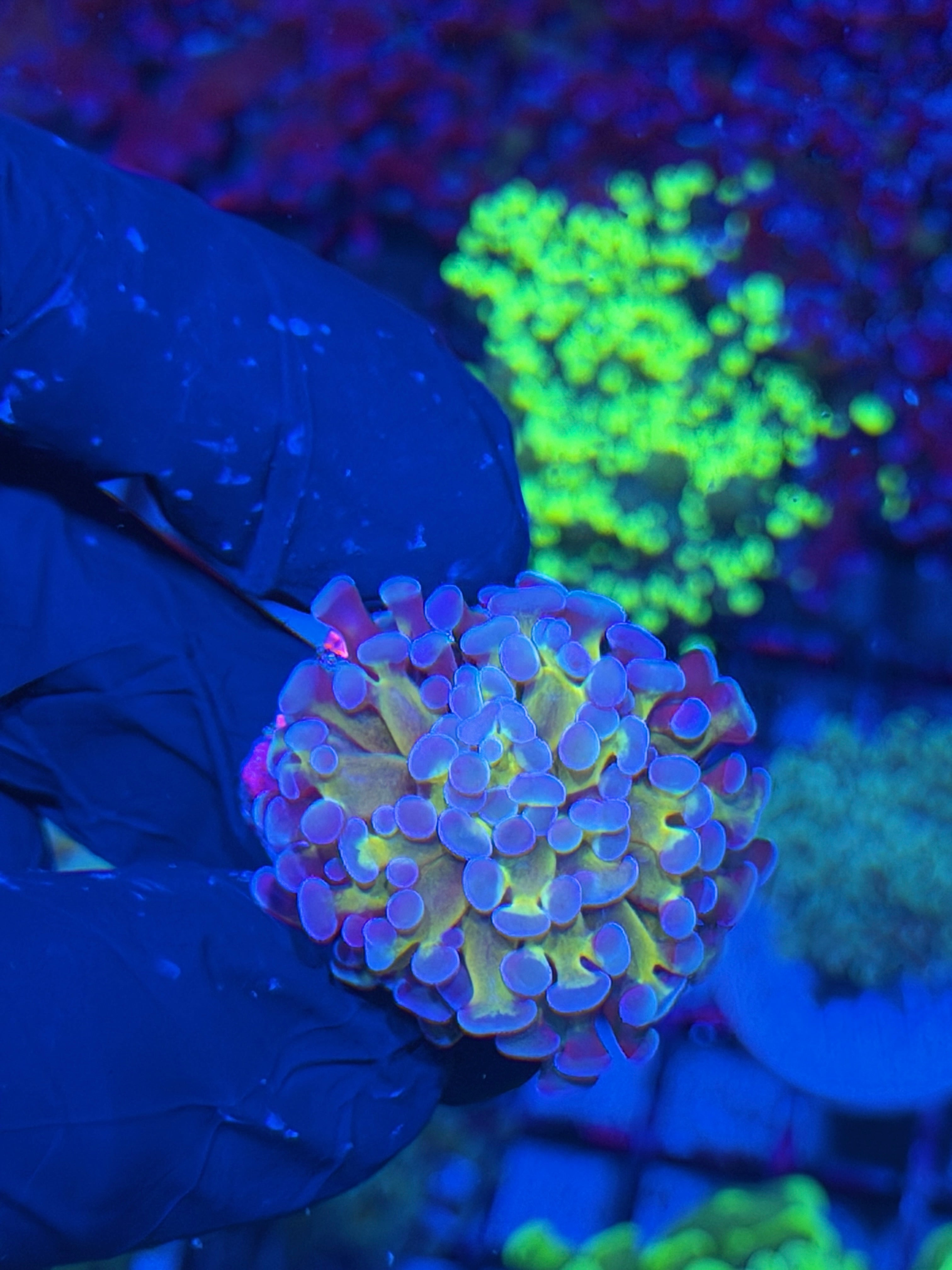 JEA 24K Gold Hammer Coral 7/22