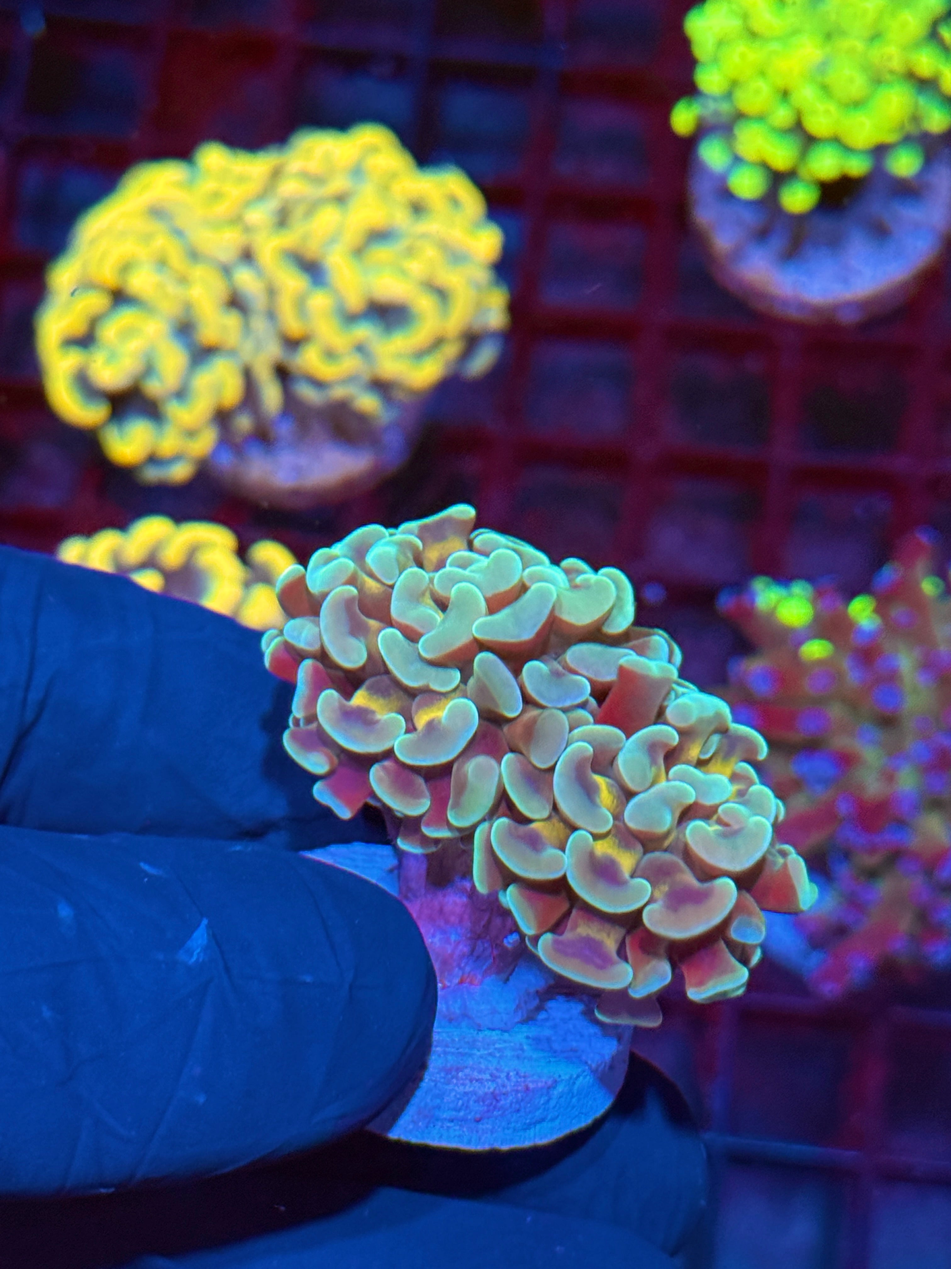 JEA Honey Pot Hammer Coral 2 Heads AQUACULTURED 10/12