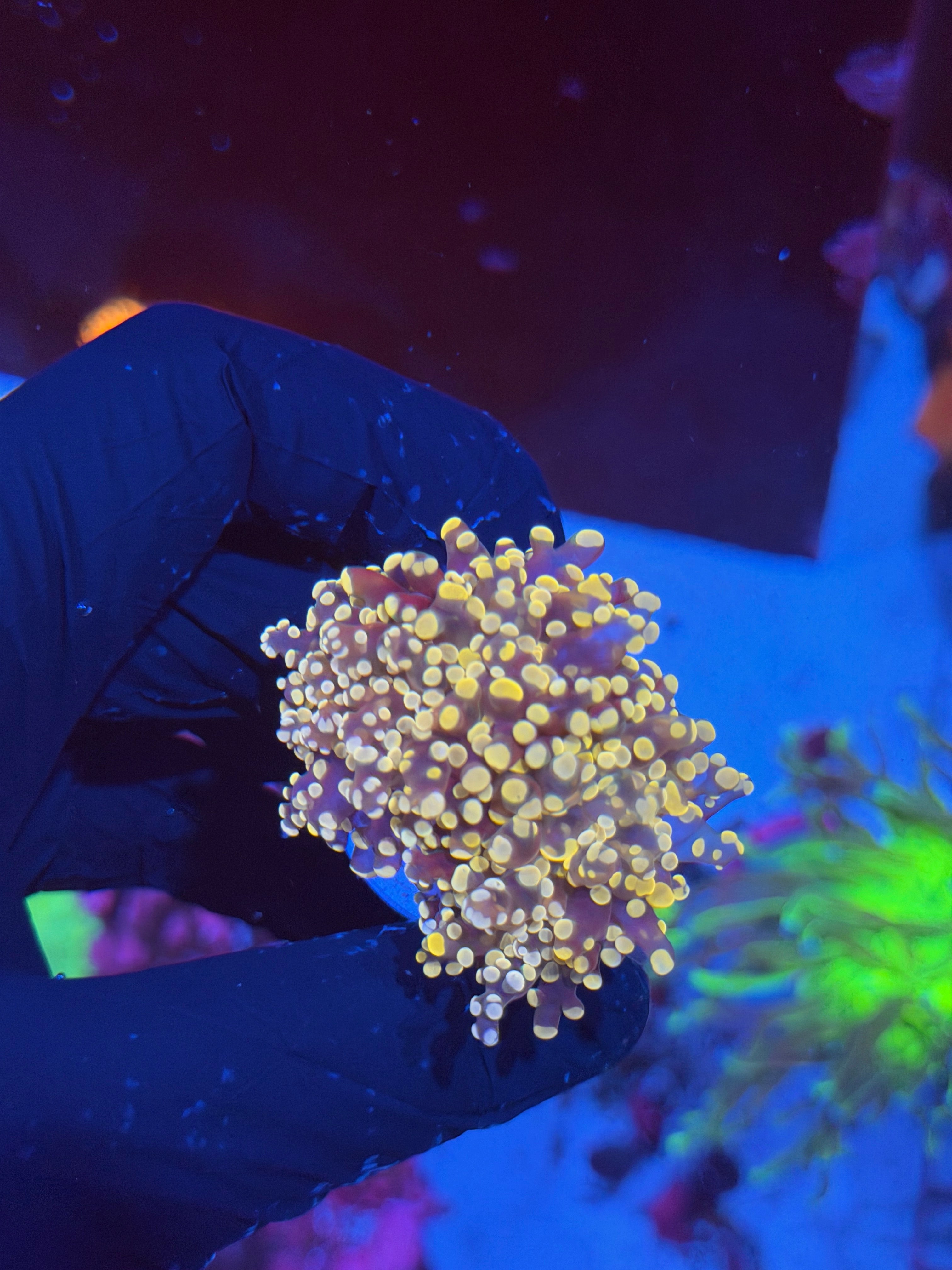 JEA Princess Peach Frogspawn Coral 1 Heads XXL 7/9